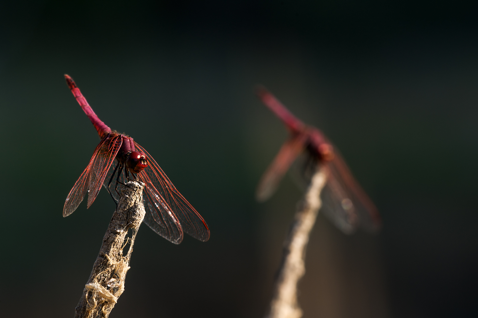 Griglia di partenza...