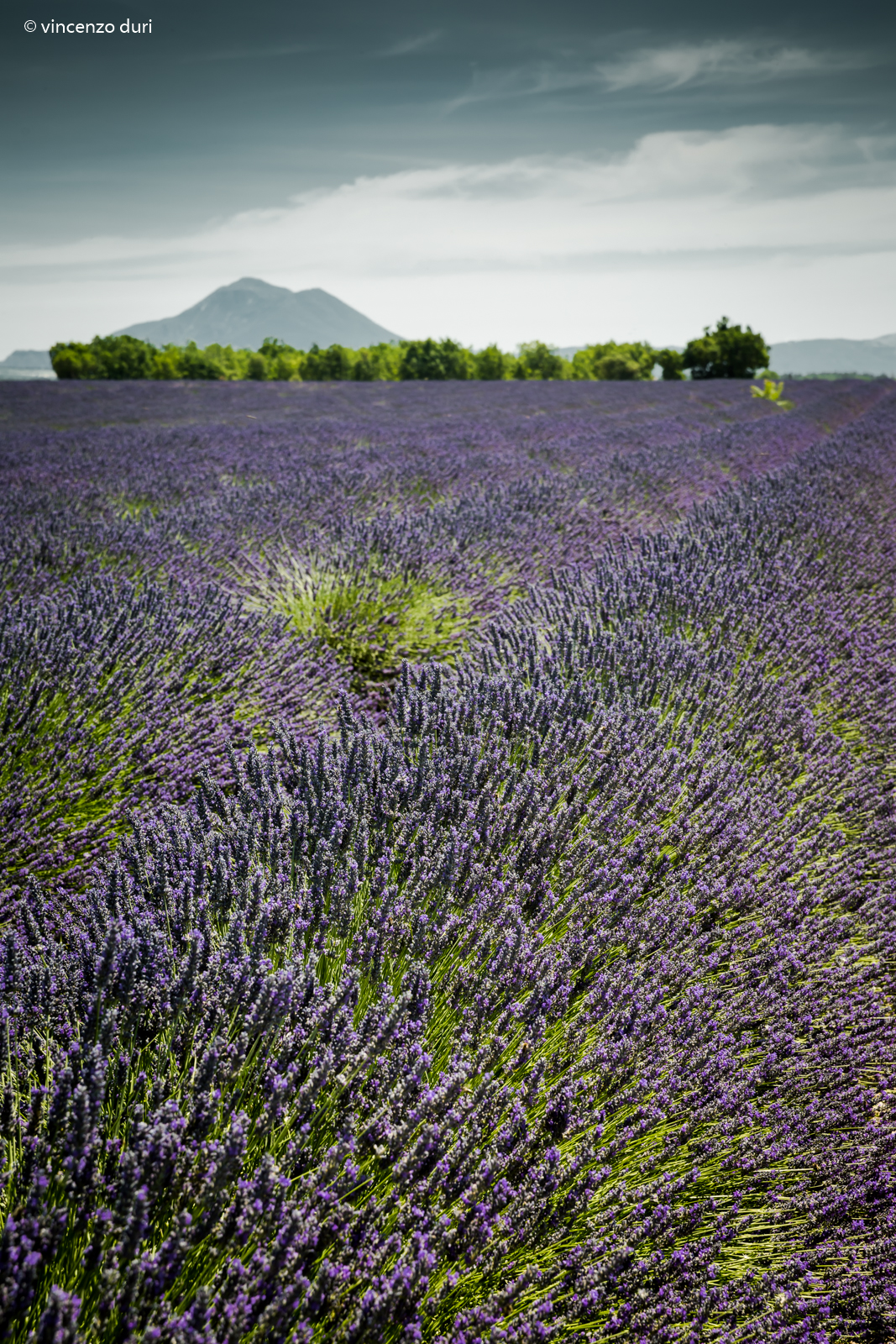 Plateau de Valensole