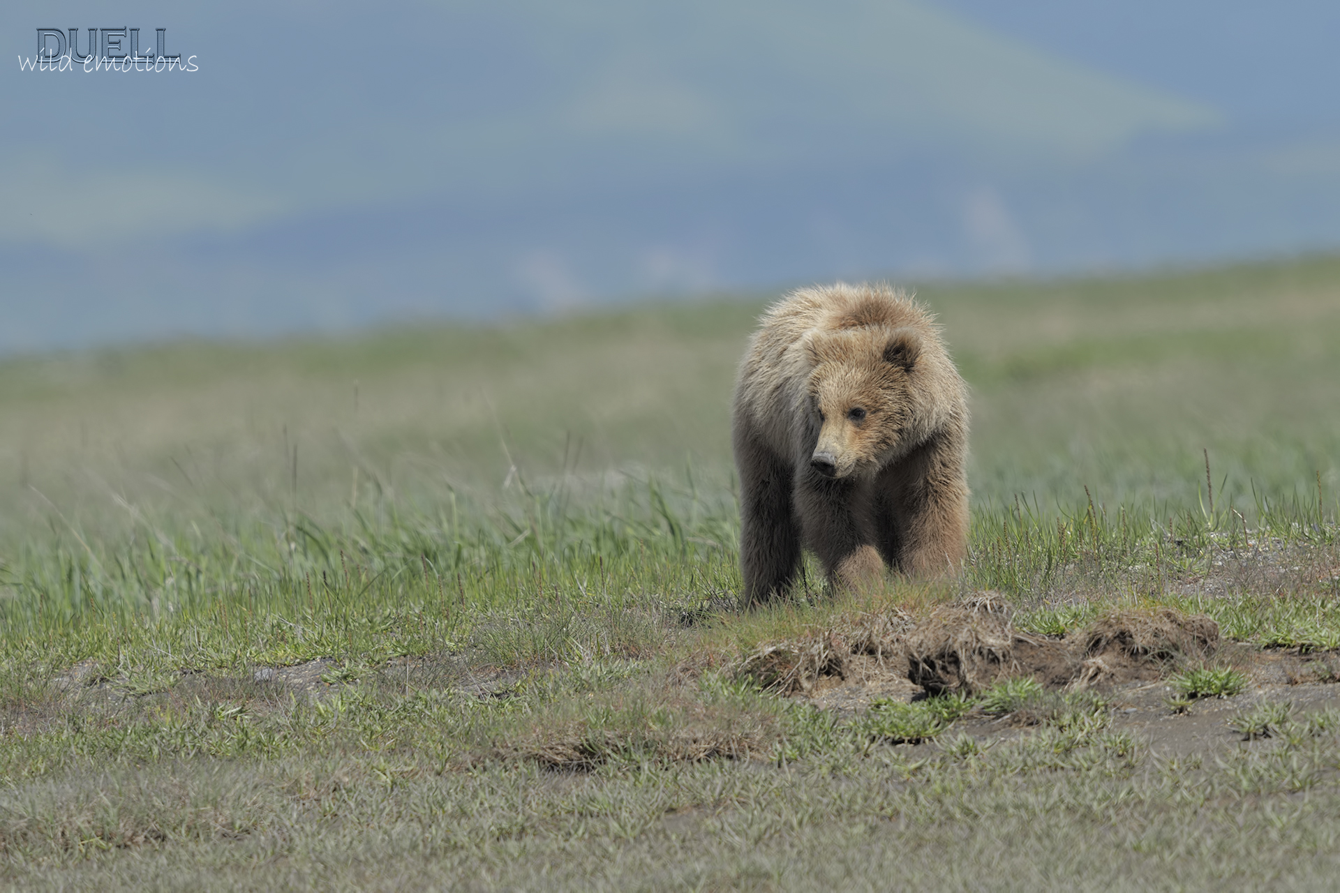 wild grizzly, small size