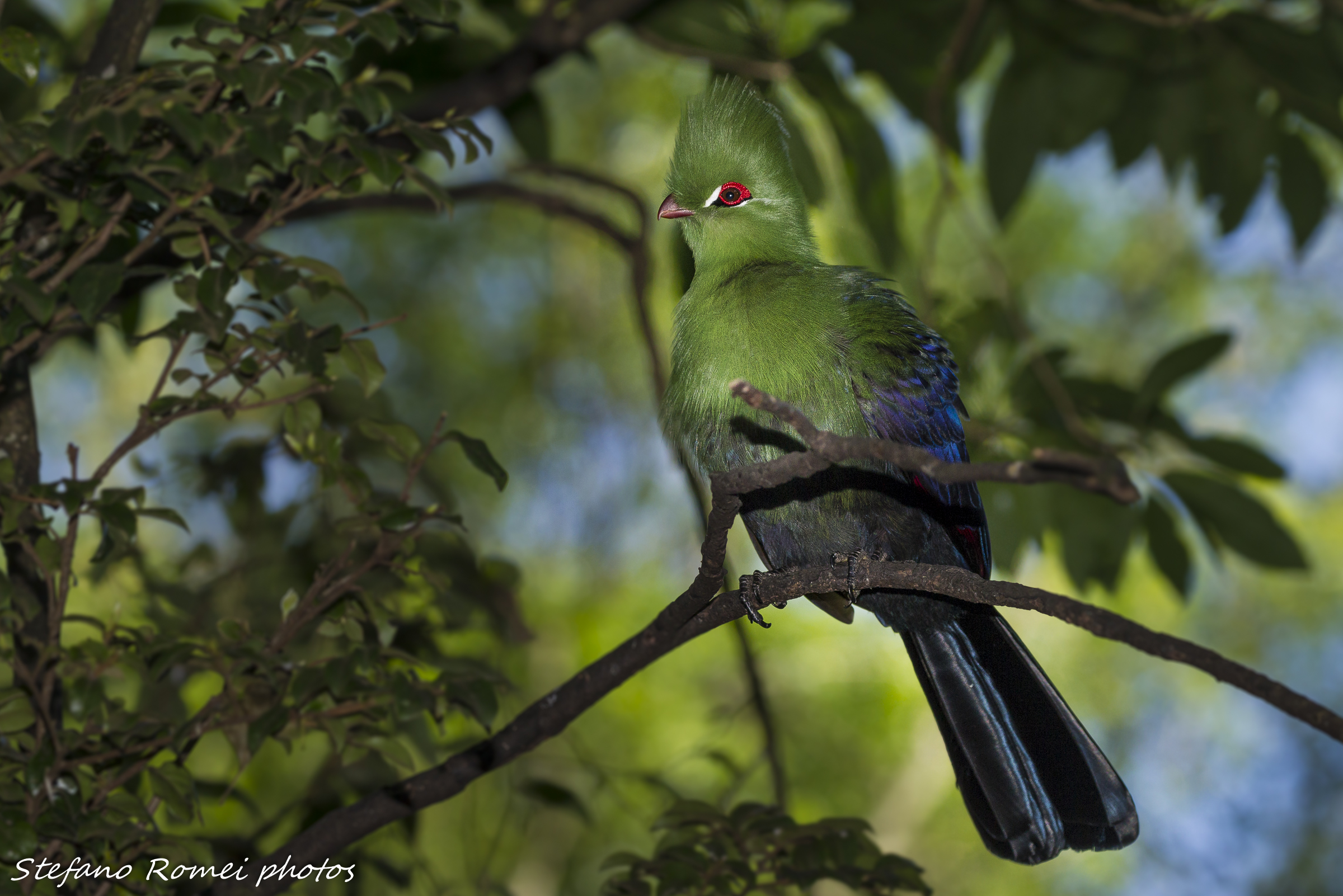 soggetto prioritario