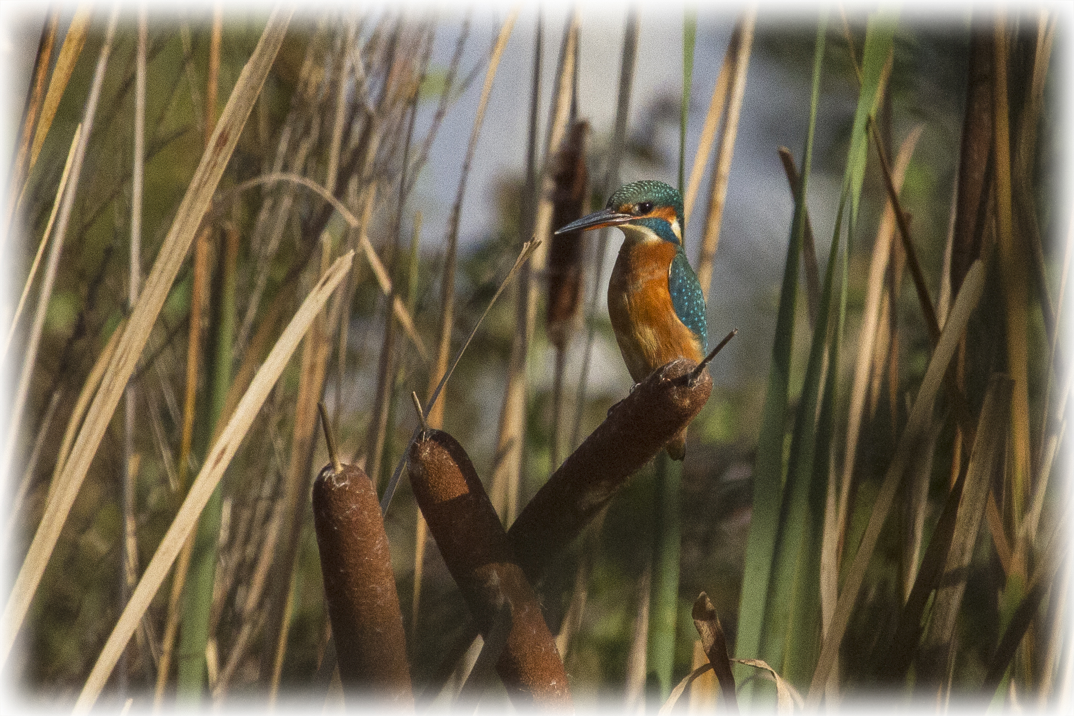 Kingfisher female
