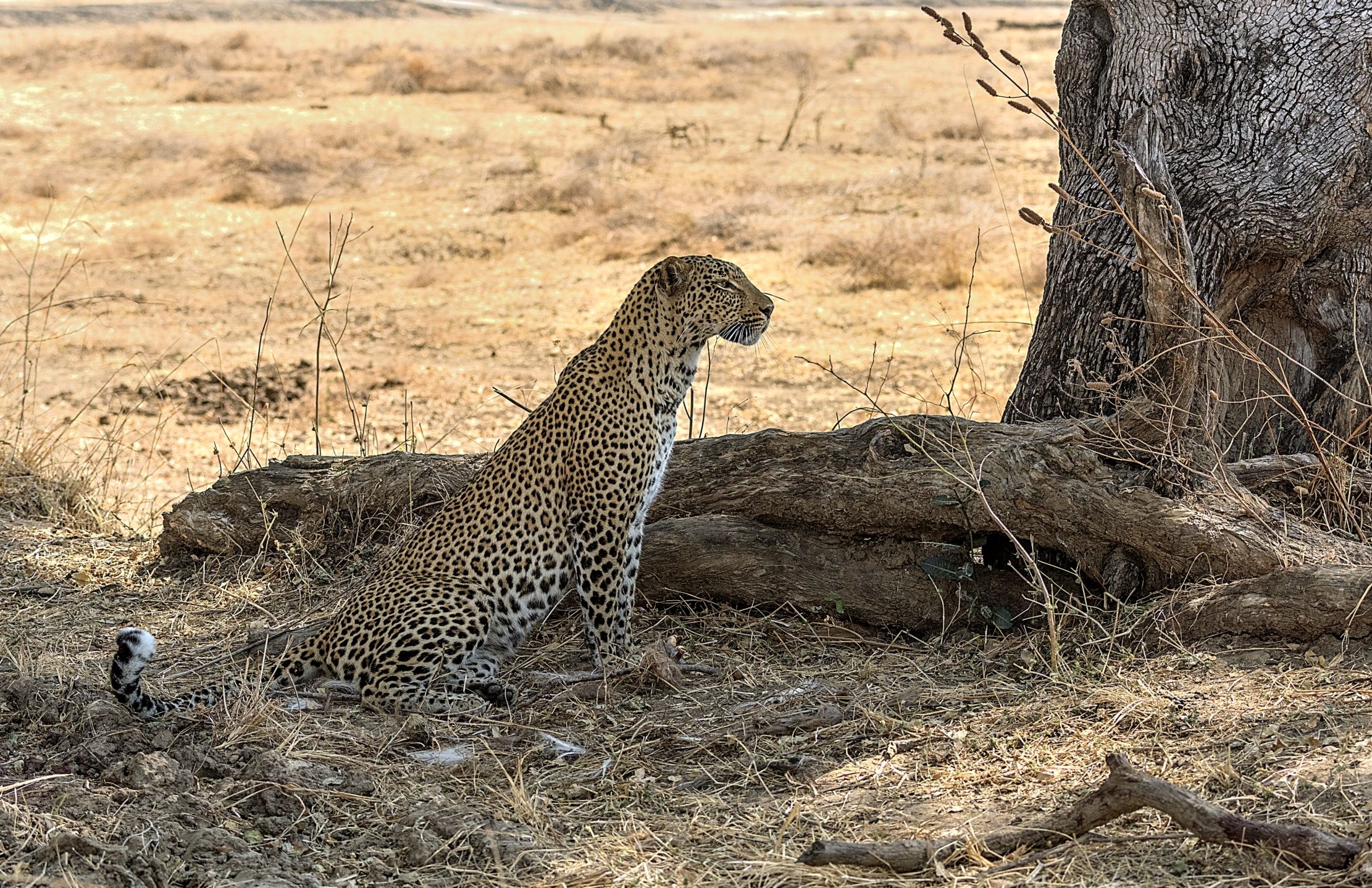 Zambia 2015 - Sotto il suo albero
