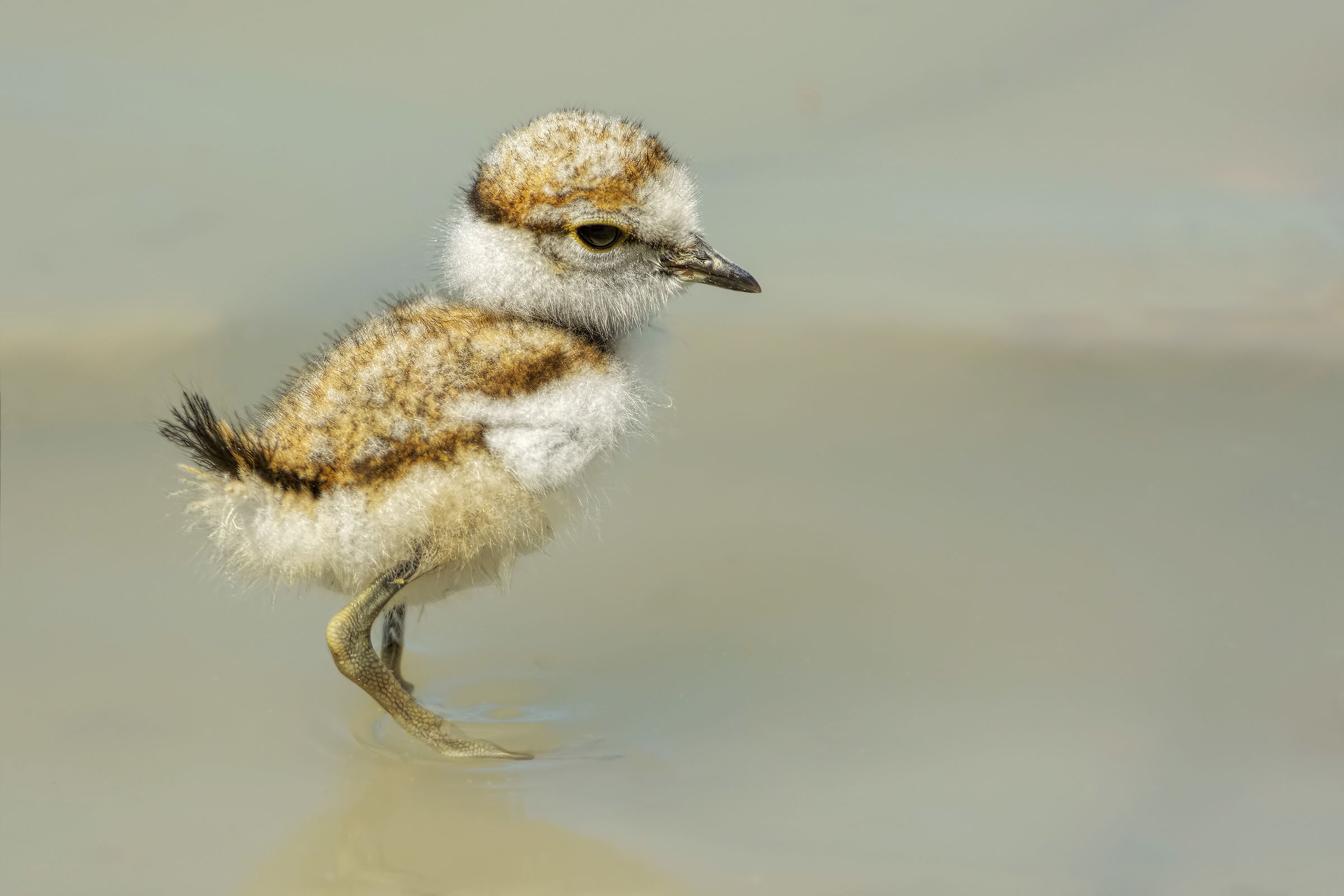 Piccolo di Corriere piccolo (Charadrius dubius)