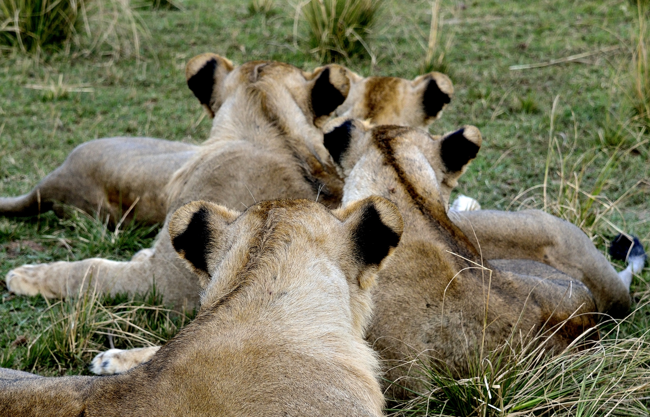Zambia 2015 - Punti neri
