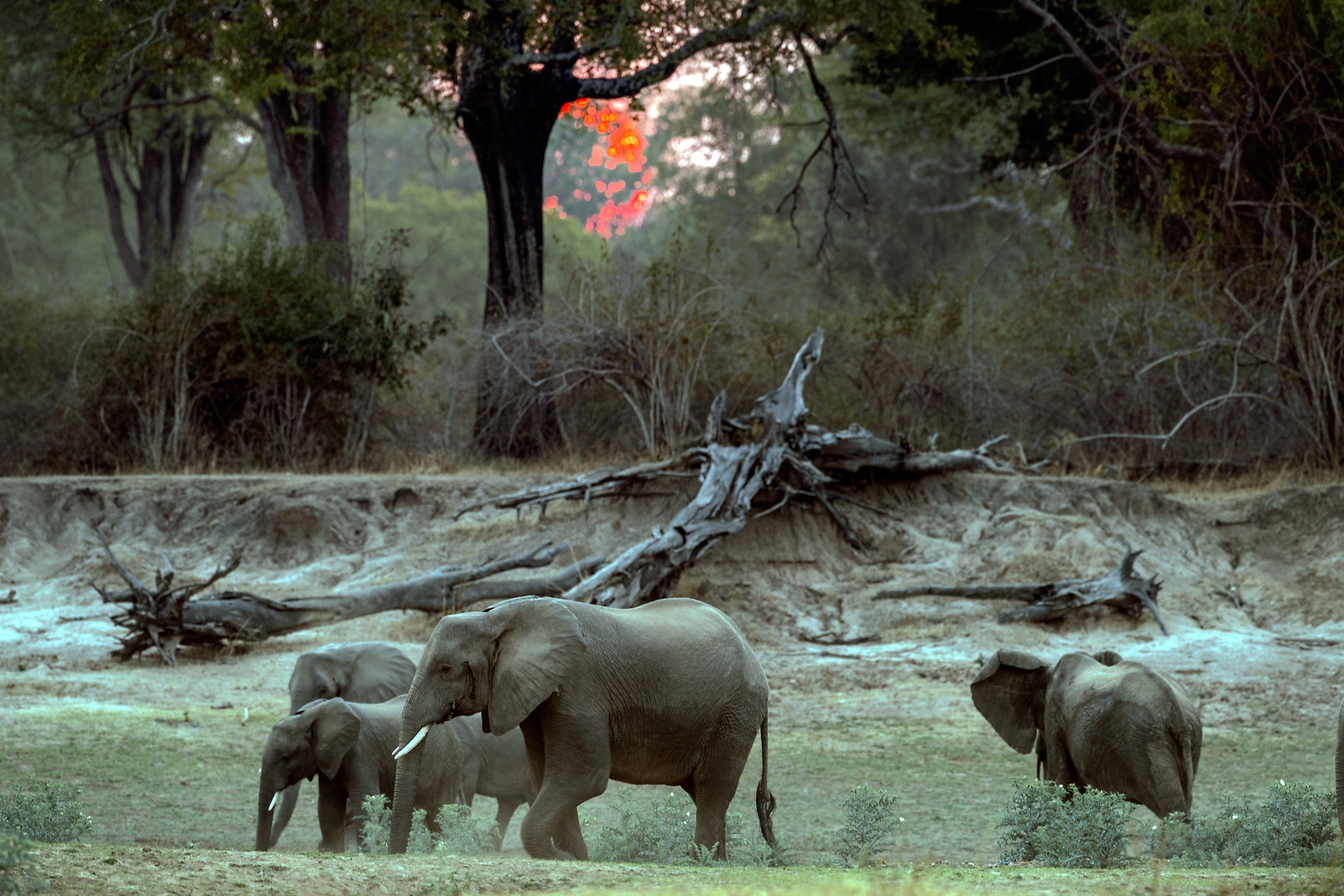 Zambia 2015 - Tramonto sul Luangwa