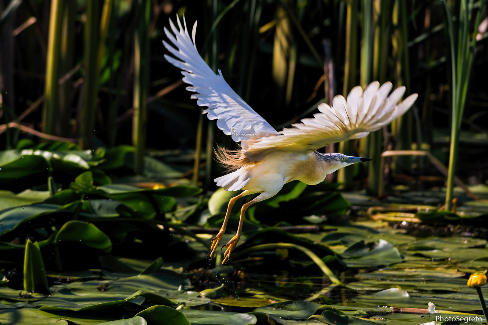 Sgarza ciuffetto...trallalla!