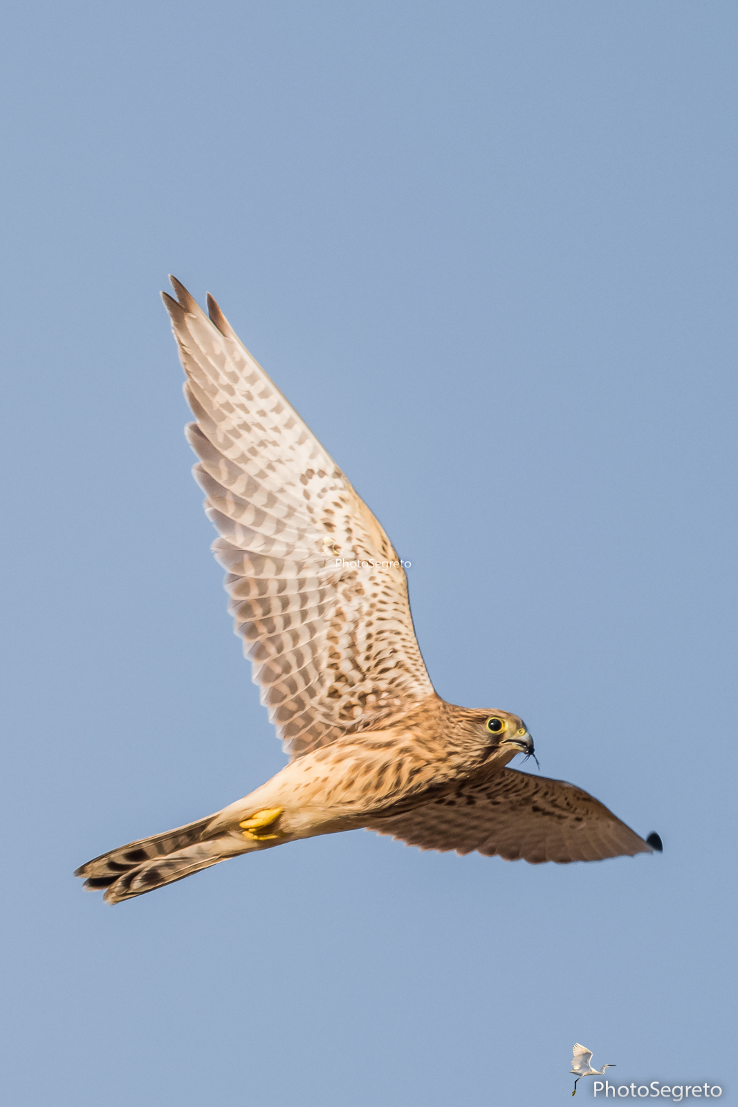 Kestrel with prey