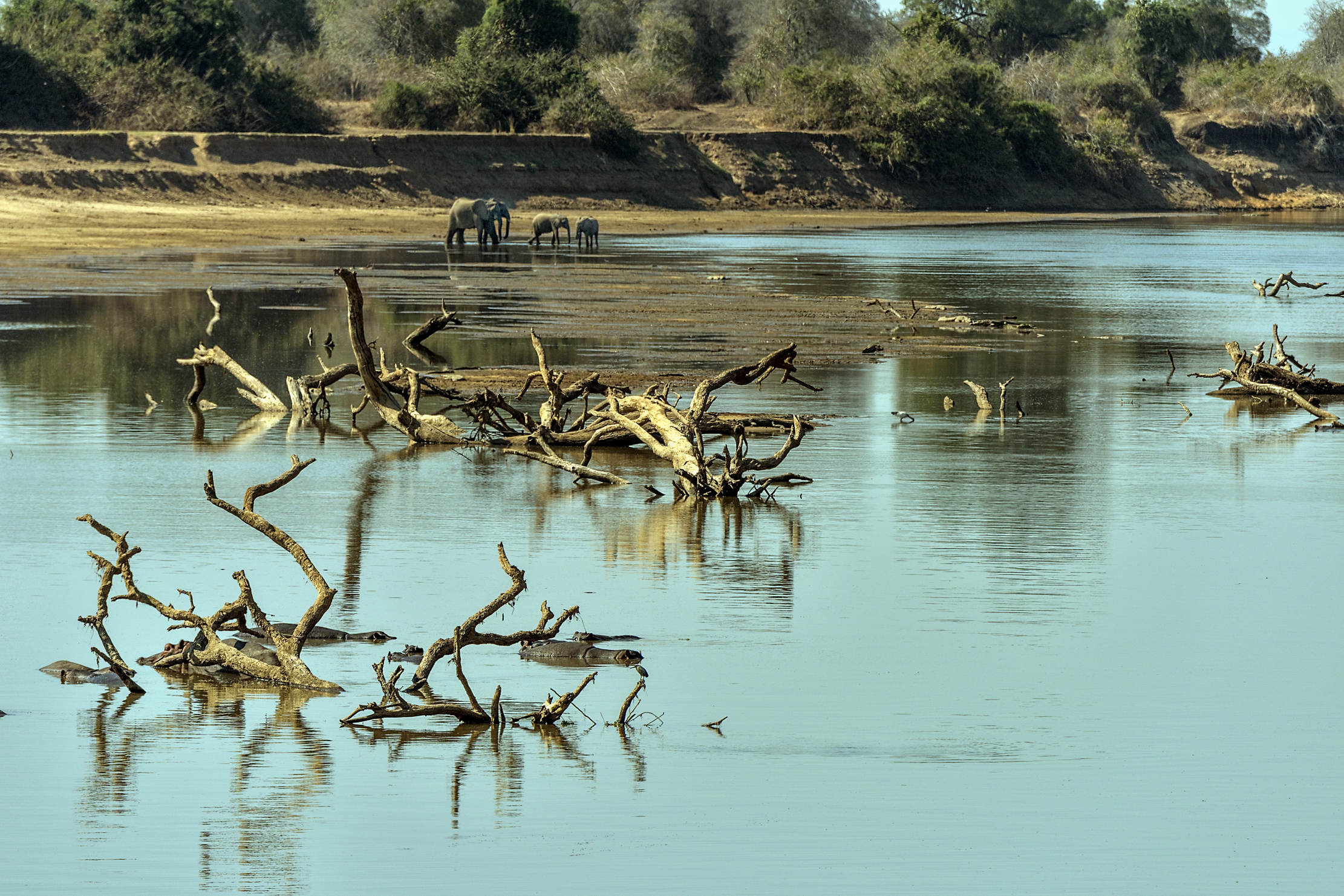 Zambia 2015 - Sul Luangwa