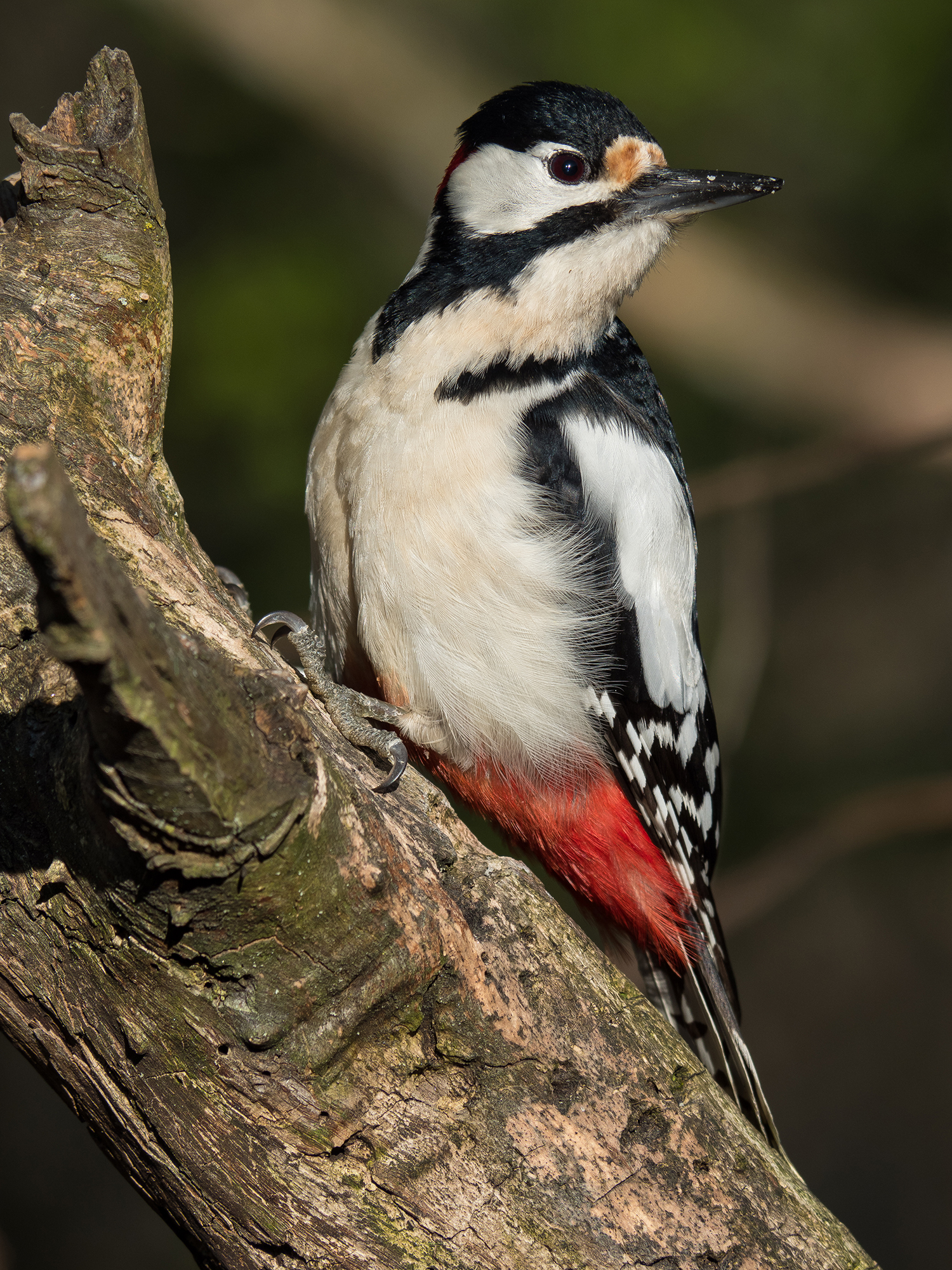 Il più bello del Reame.