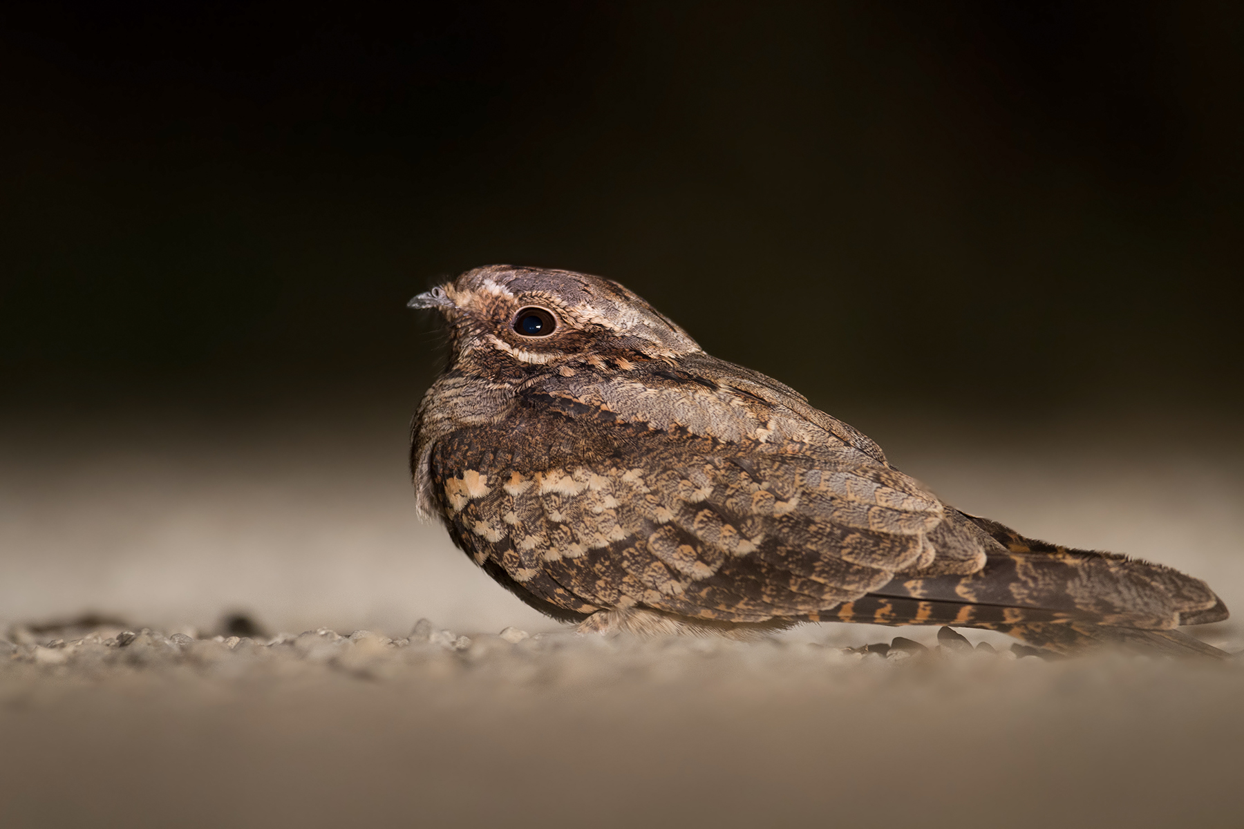 Nightjar - Nightjar