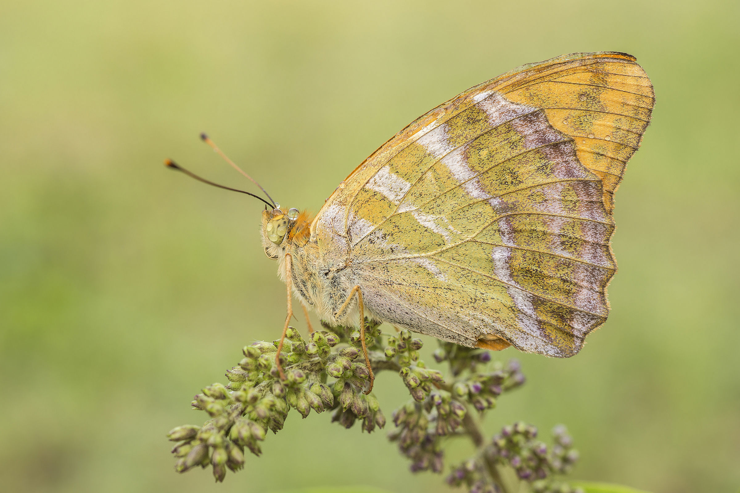 Argynnis Pandora ...