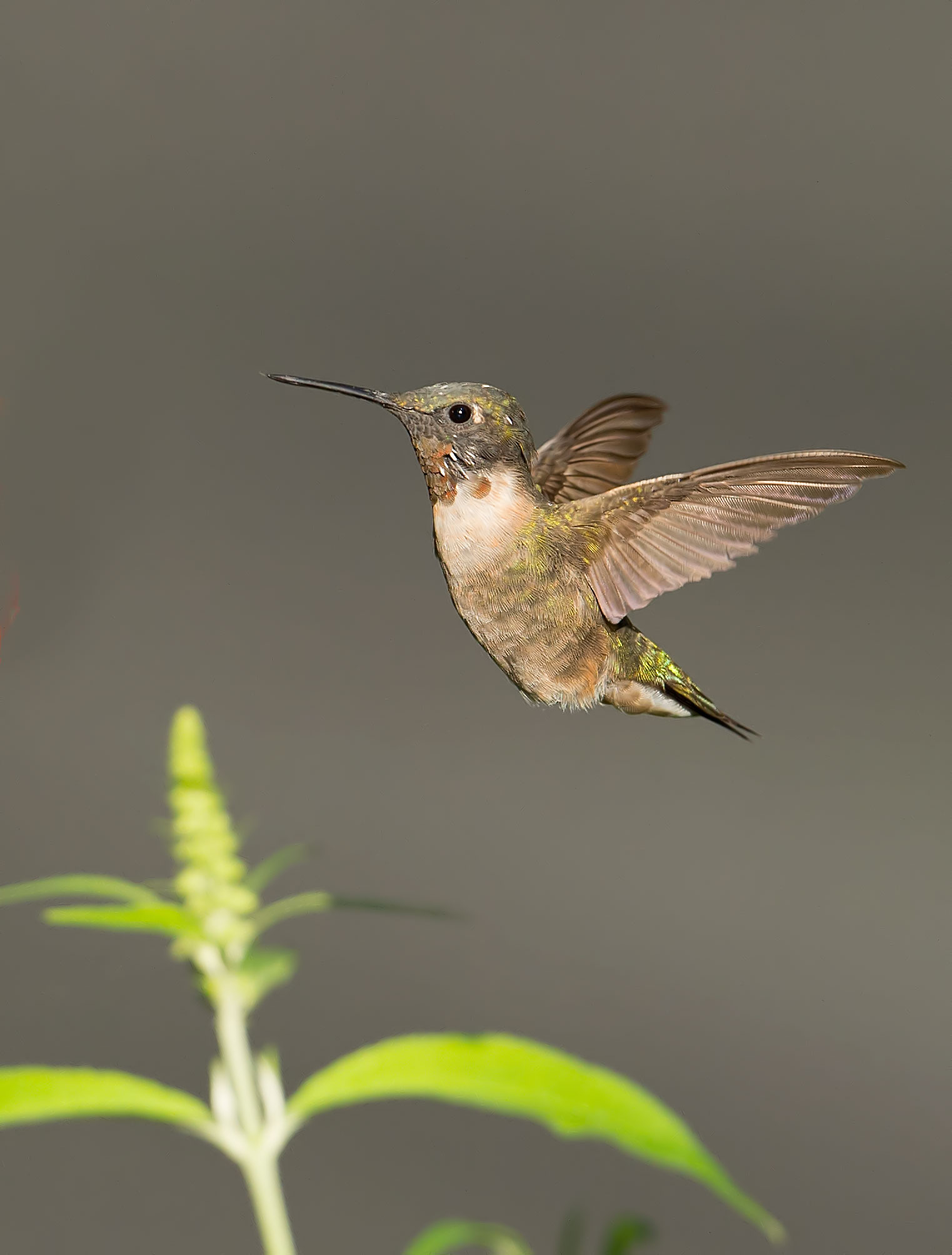 Ruby-throated Hummingbird