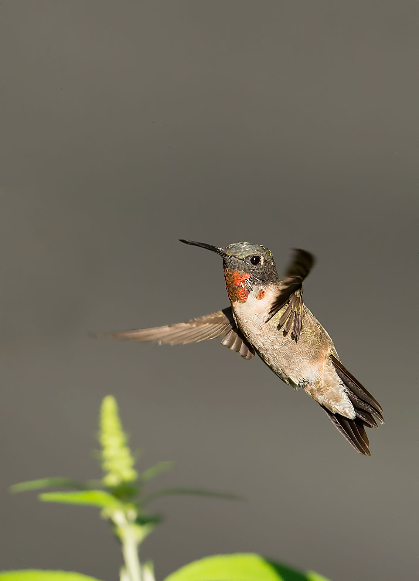 Ruby-throated Hummingbird