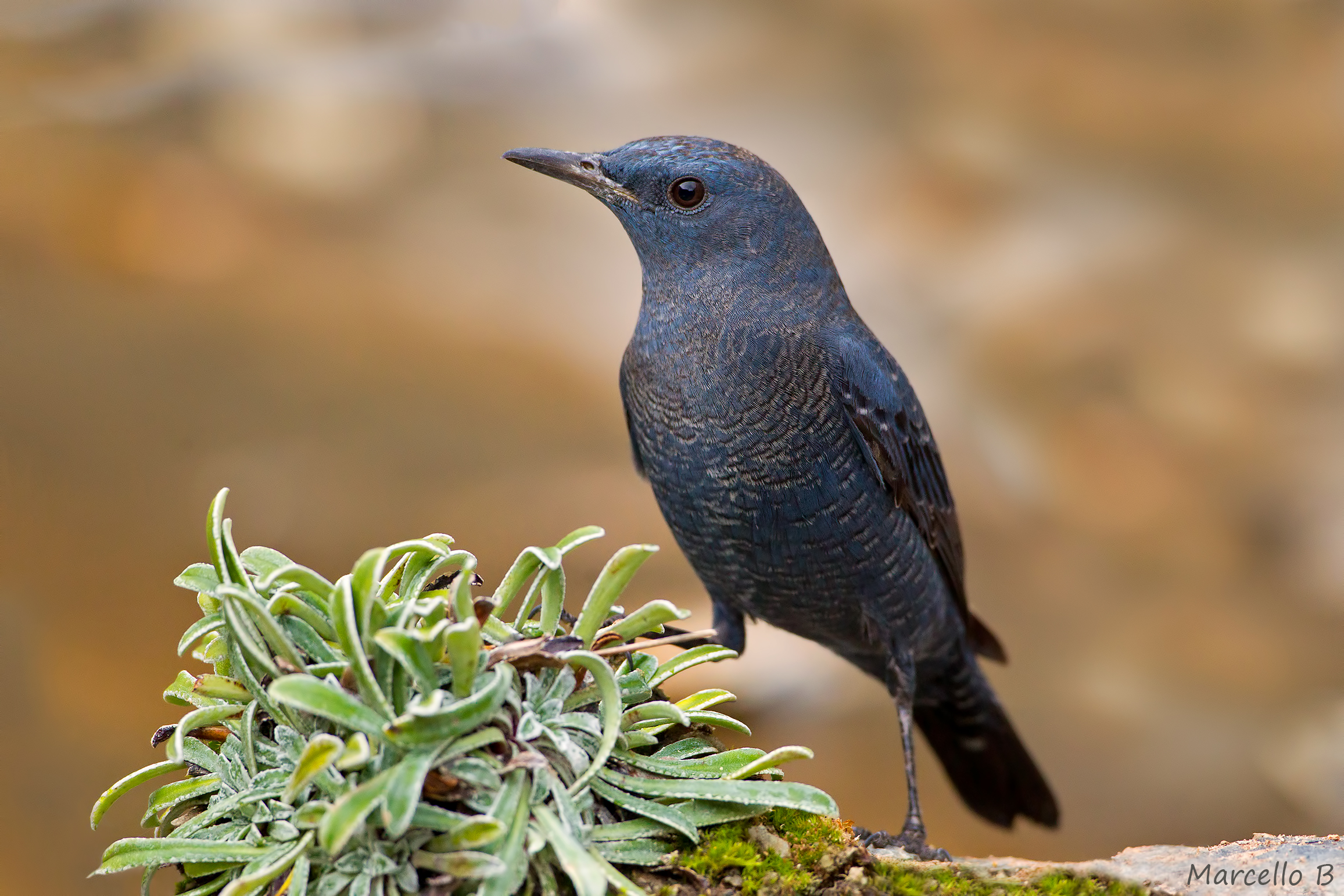 Lonely Sparrow - Apuan Alps.