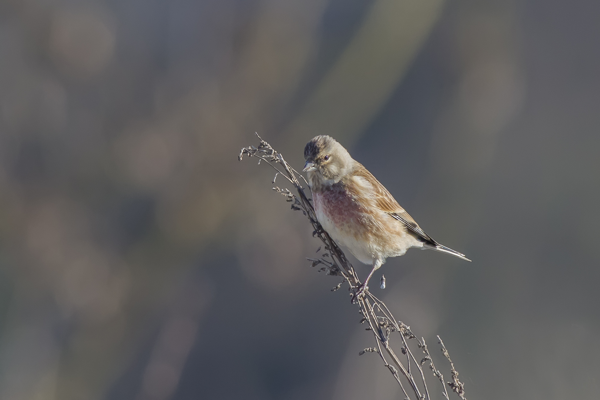 linnet
