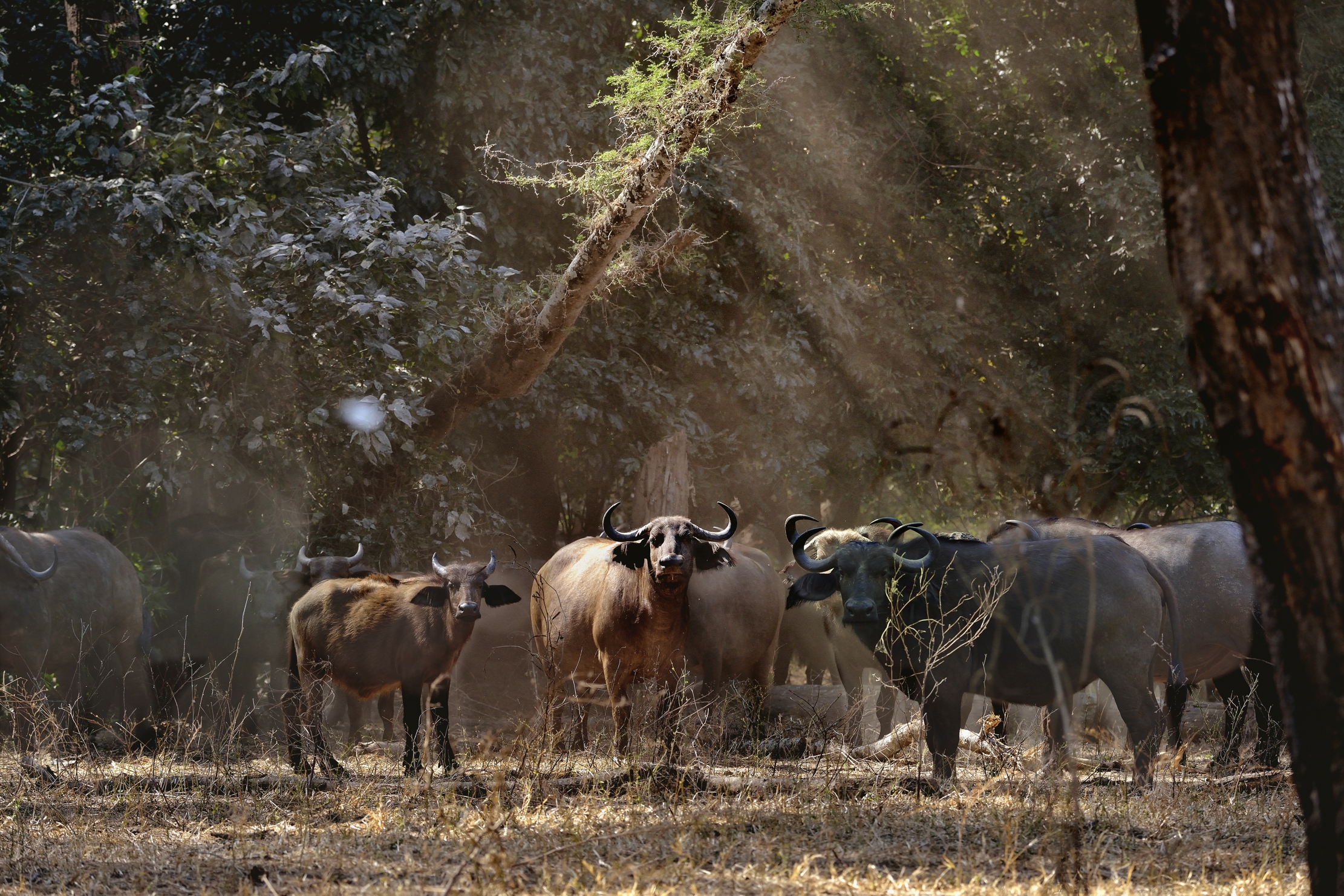 Zambia 2015 - Nel Lower Zambesi