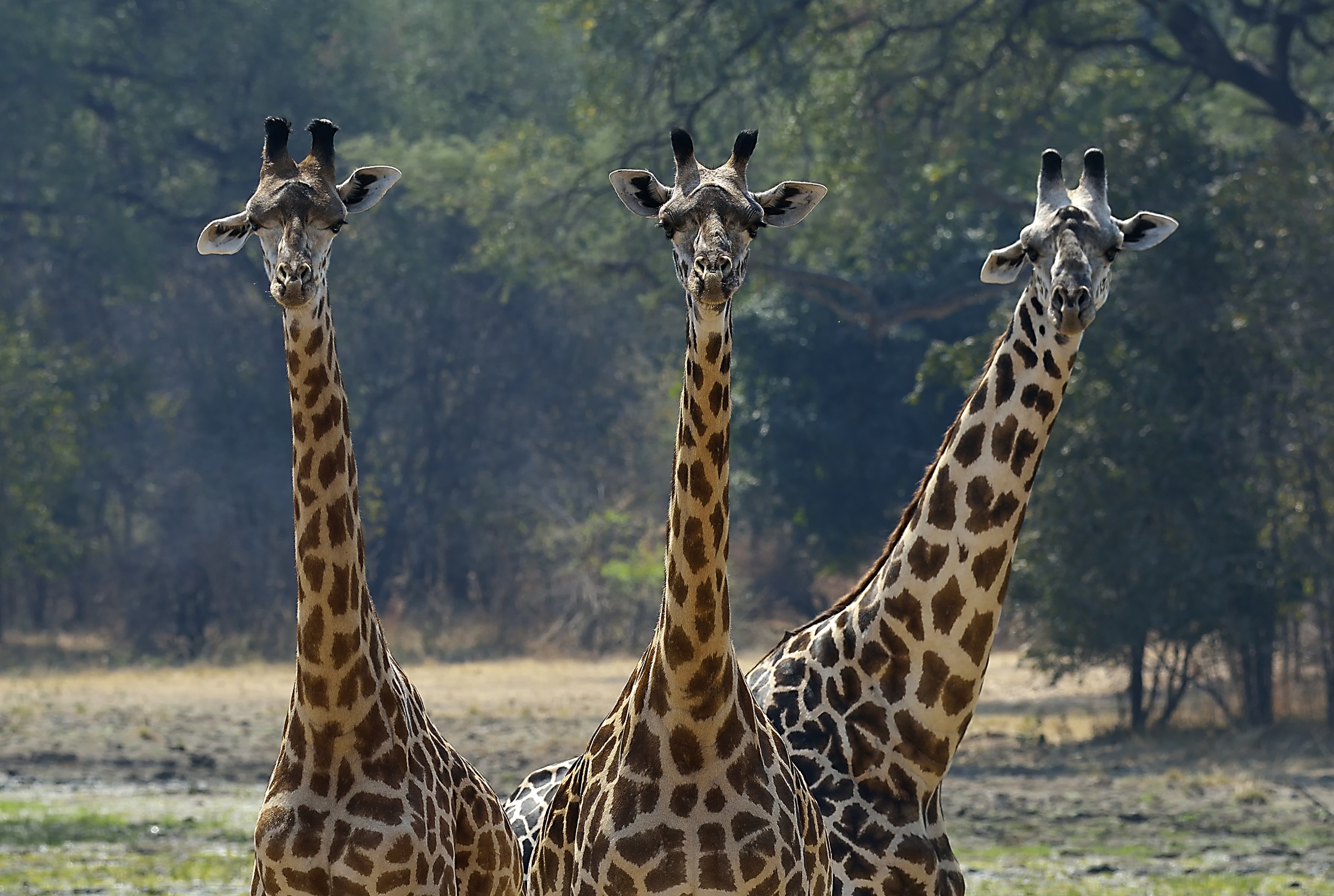 Zambia 2015 - Terzetto