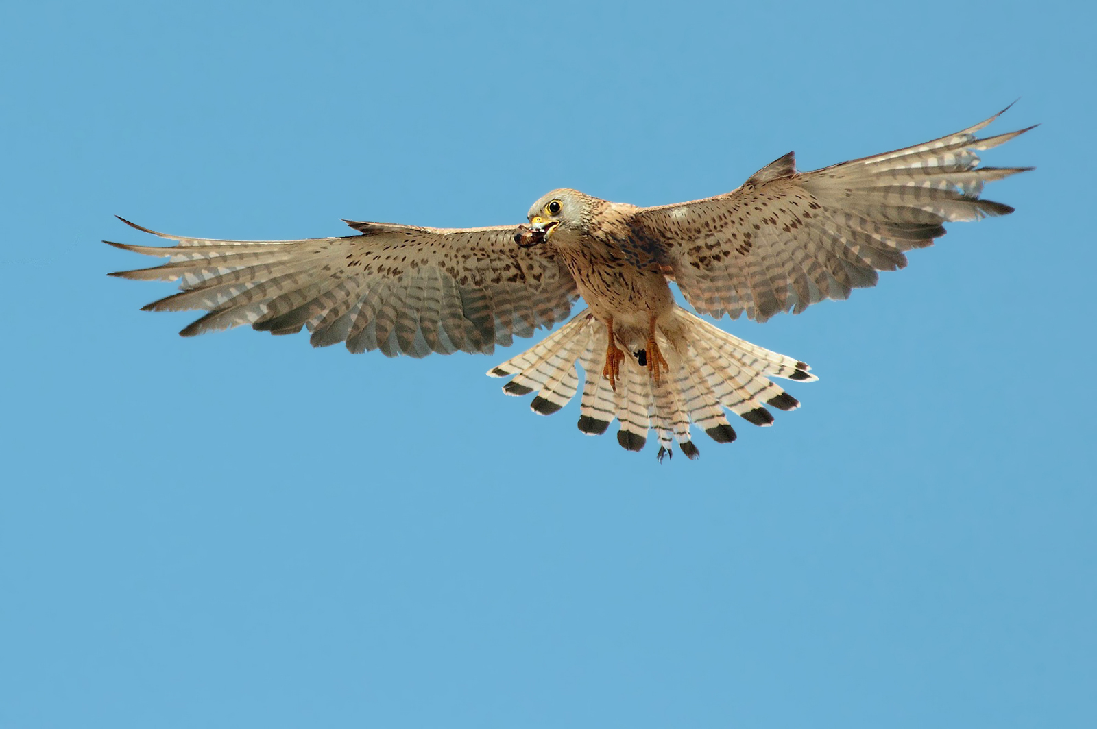 Female lesser kestrel