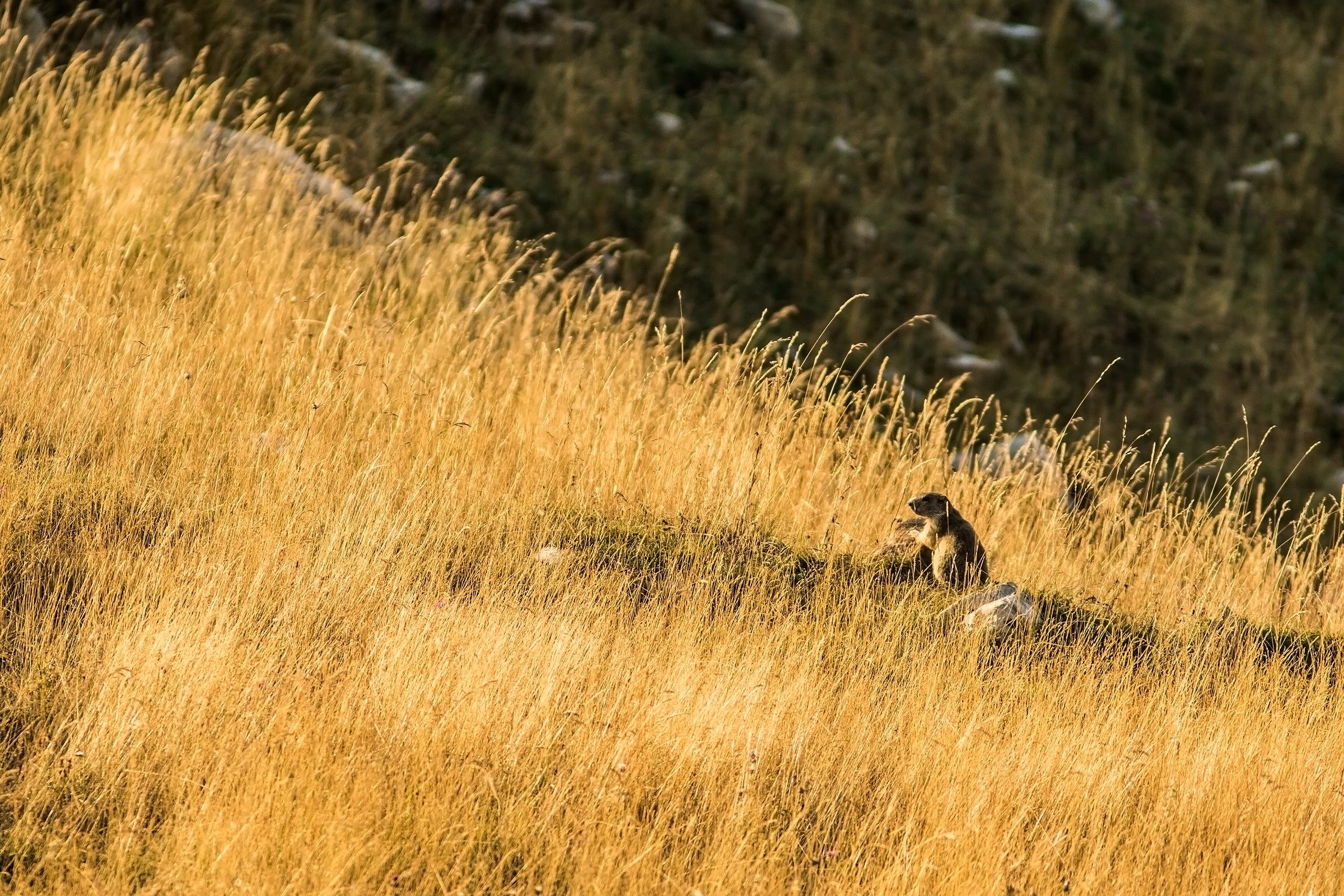 L'alba della vedetta