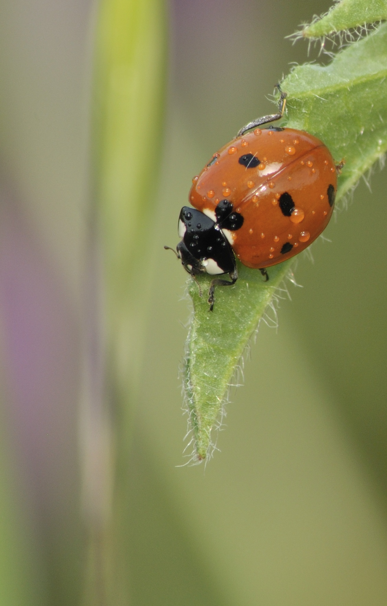 Coccinella