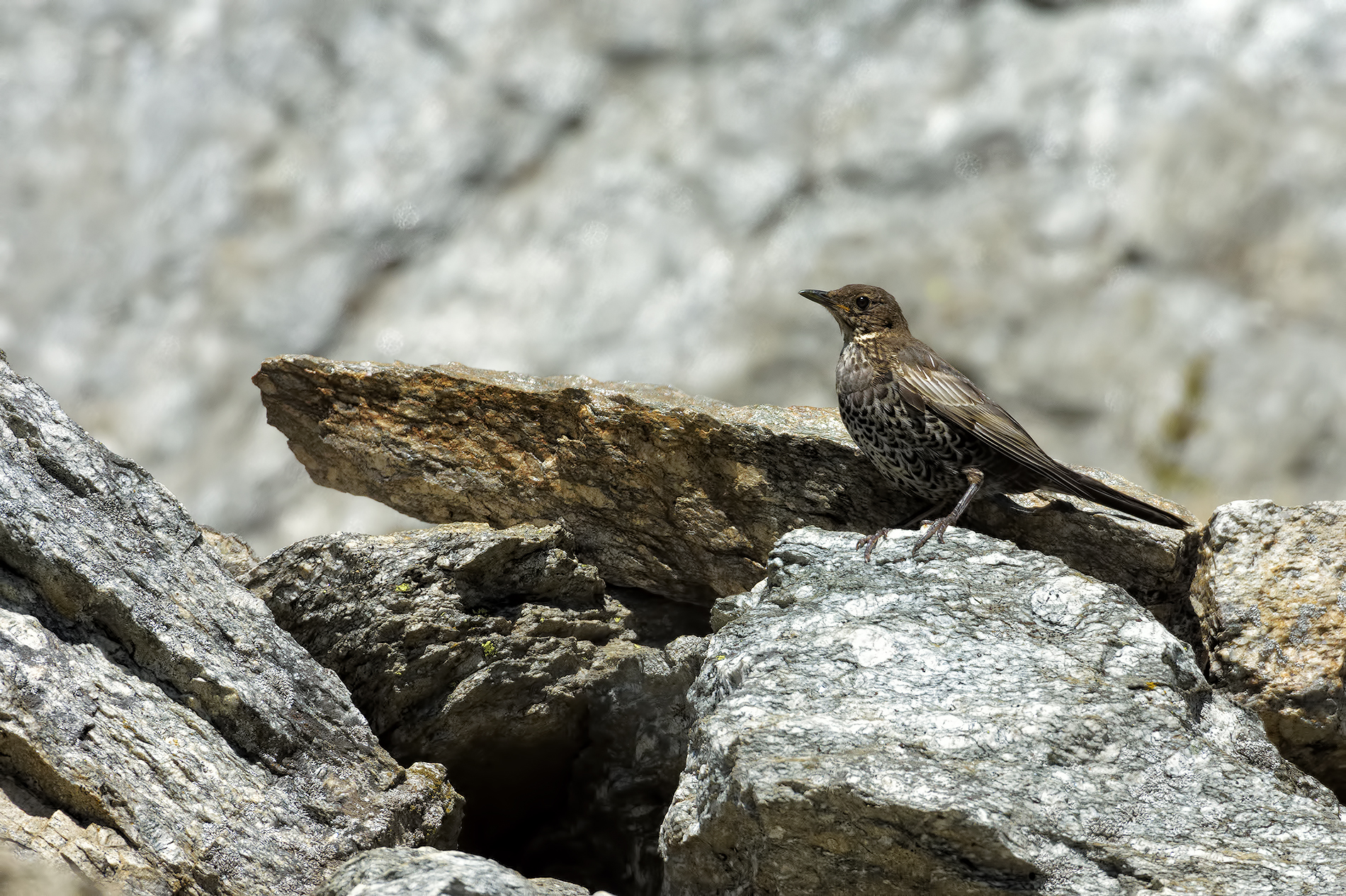 Ouzel juv.