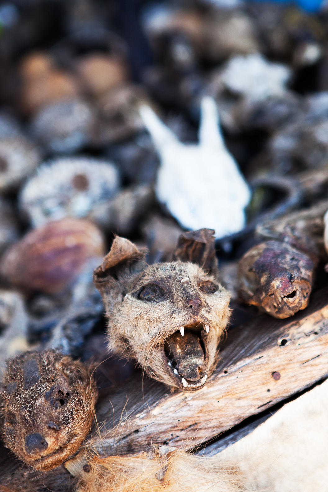 Market fetishes, Ouidah, Benin