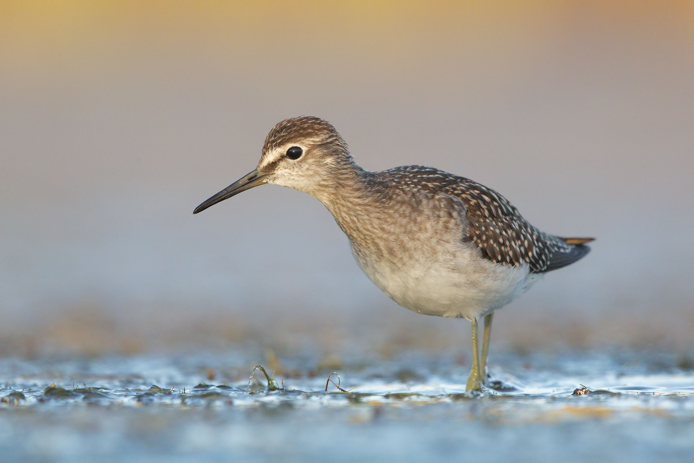 Piro piro boschereccio