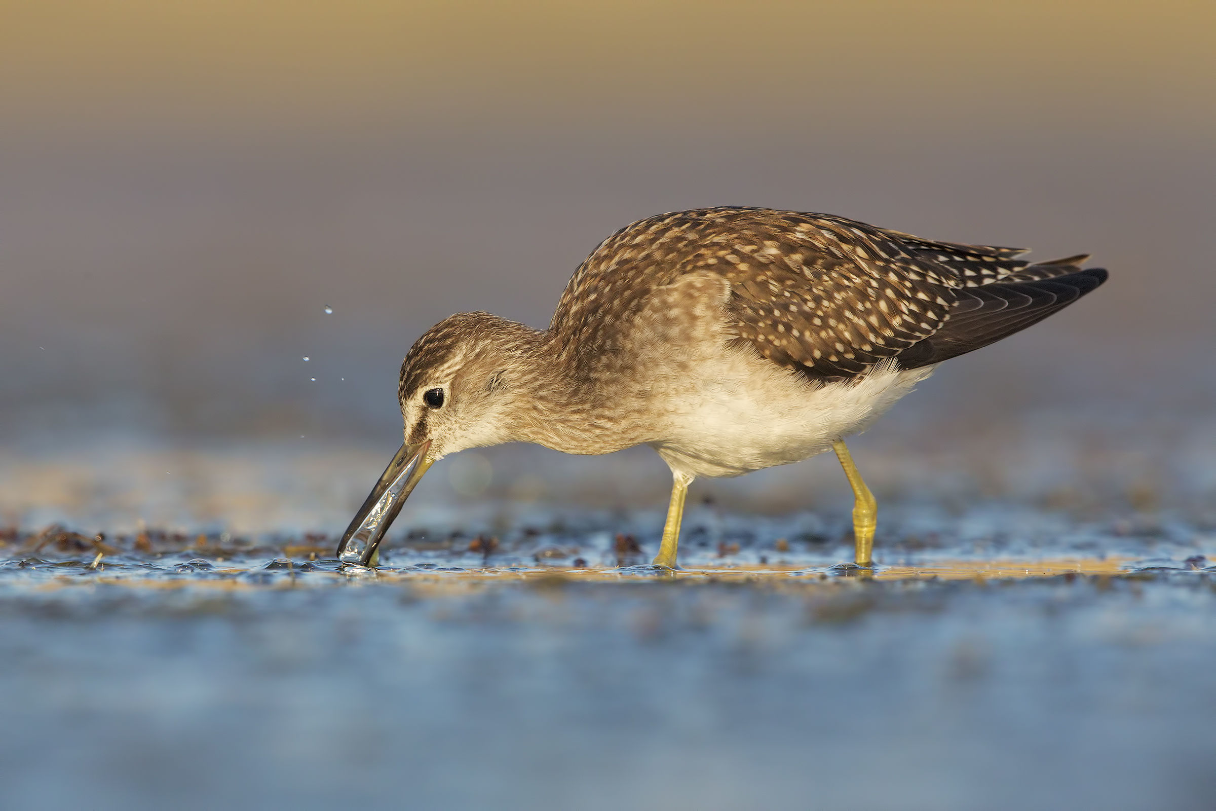 Piro piro boschereccio