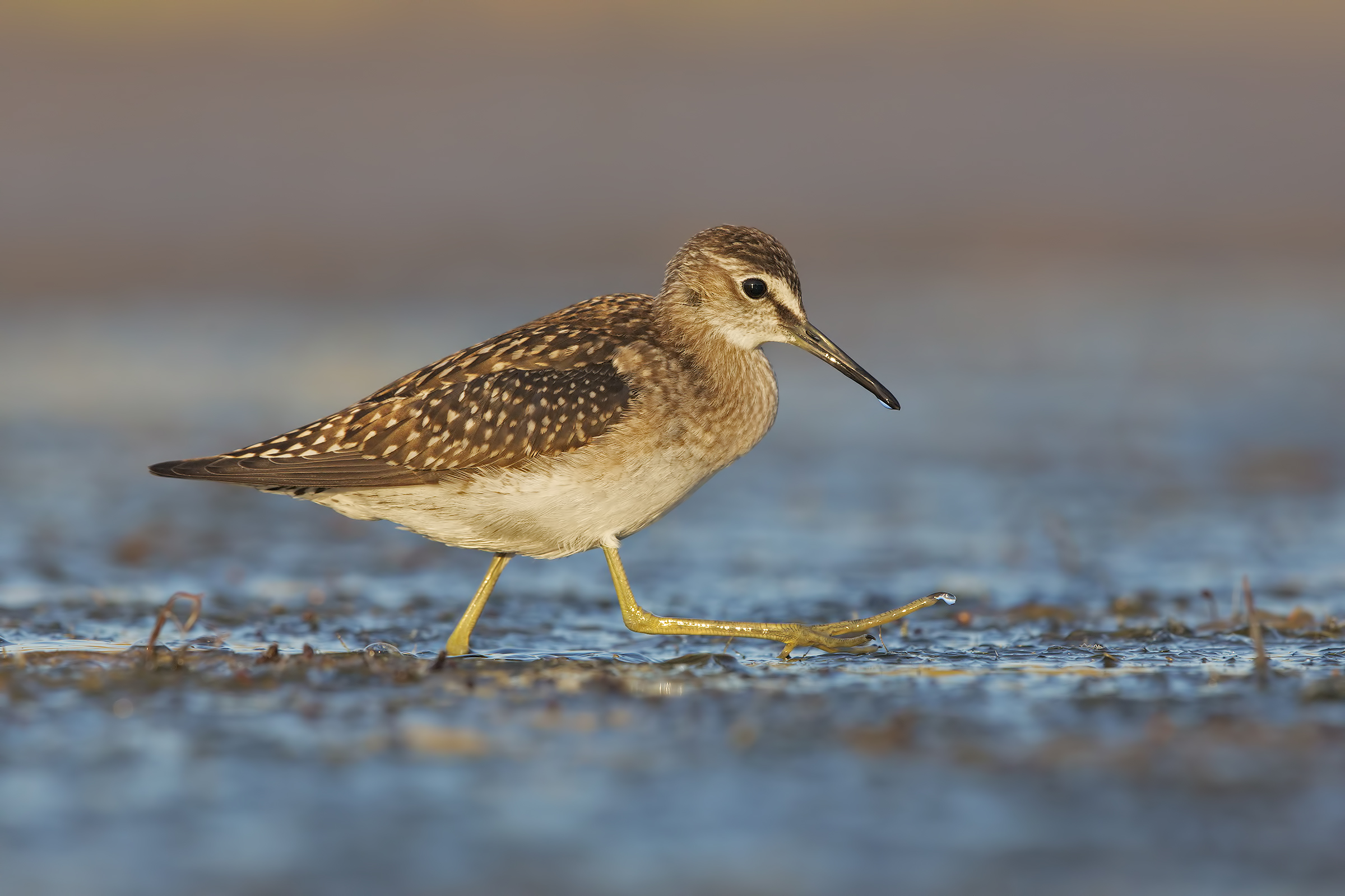 Piro piro boschereccio