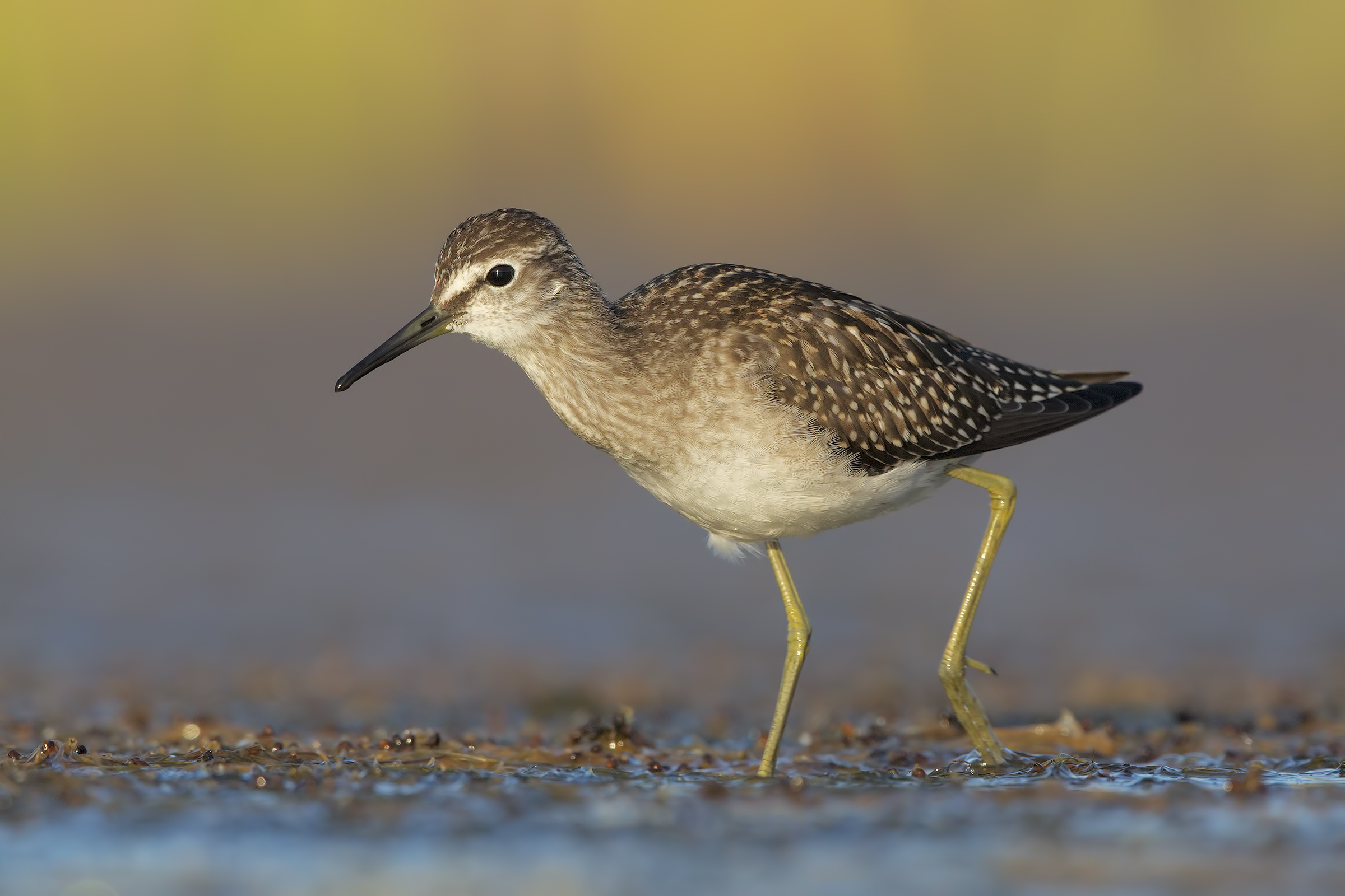 Piro piro boschereccio