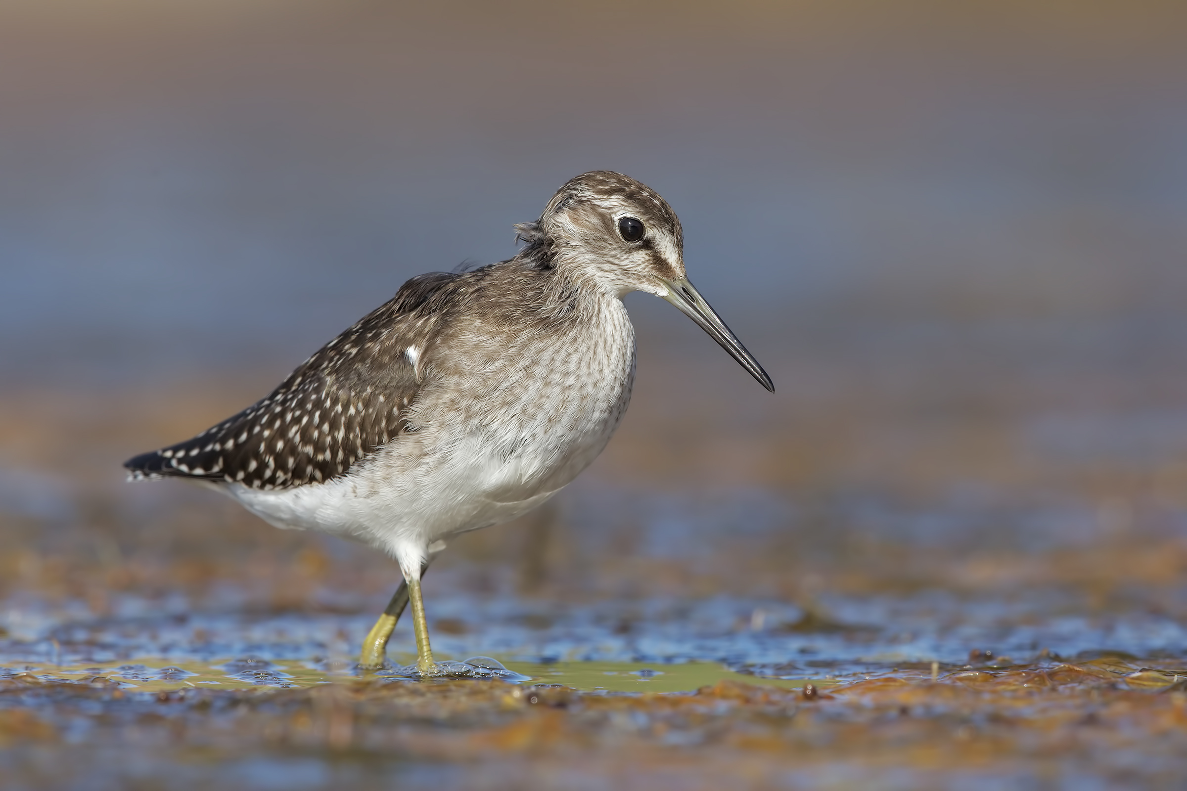 Piro piro boschereccio