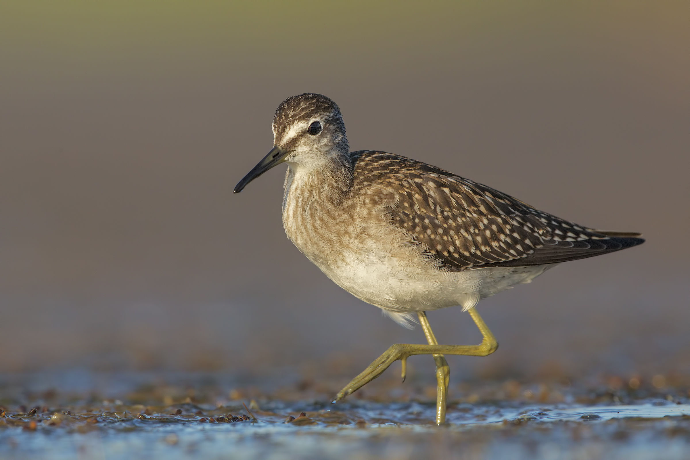 Piro piro boschereccio