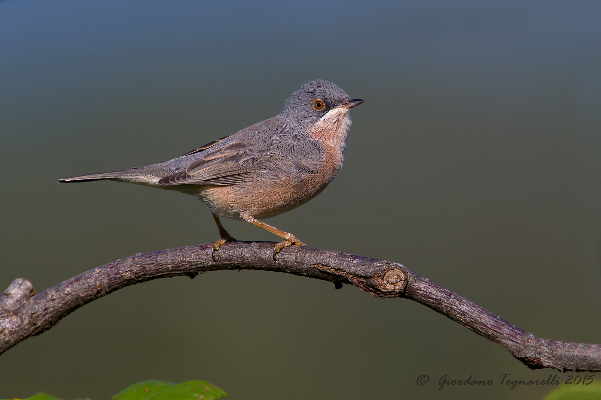 Subalpine warbler
