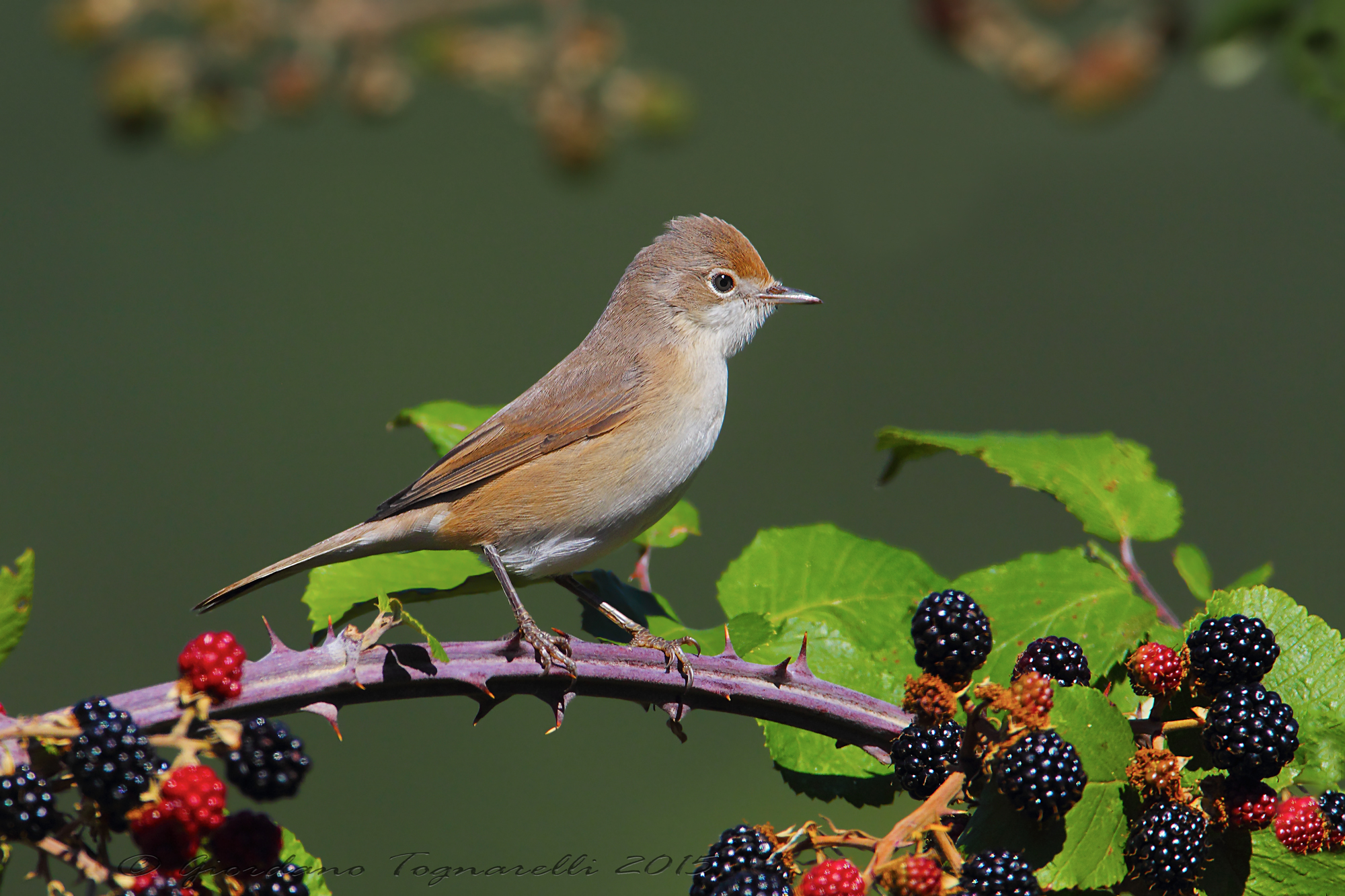 Subalpine warbler