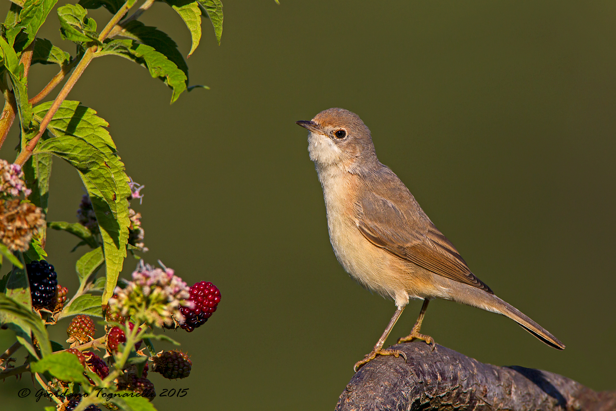 Subalpine warbler