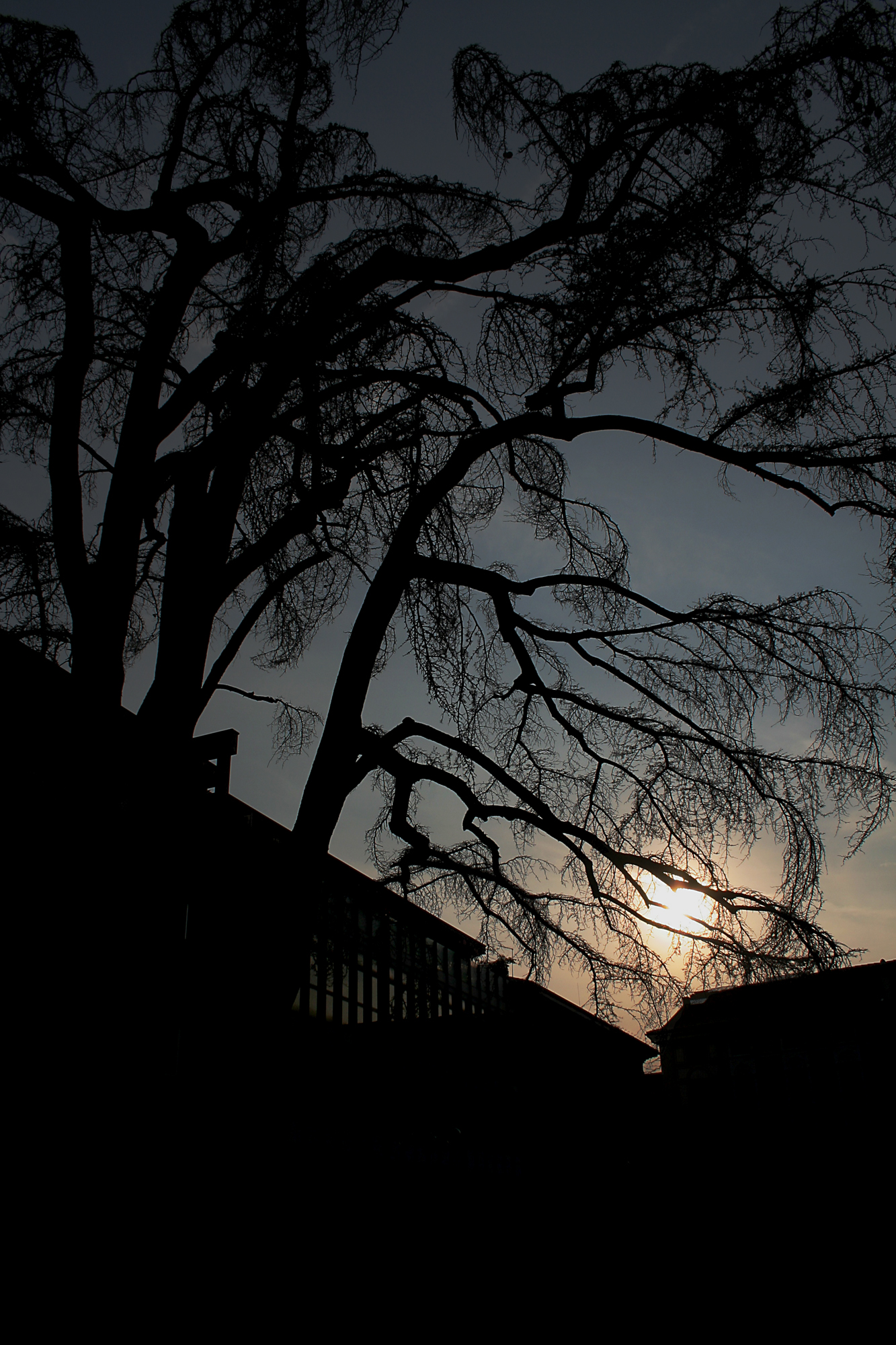 Addio Cedro del Libano