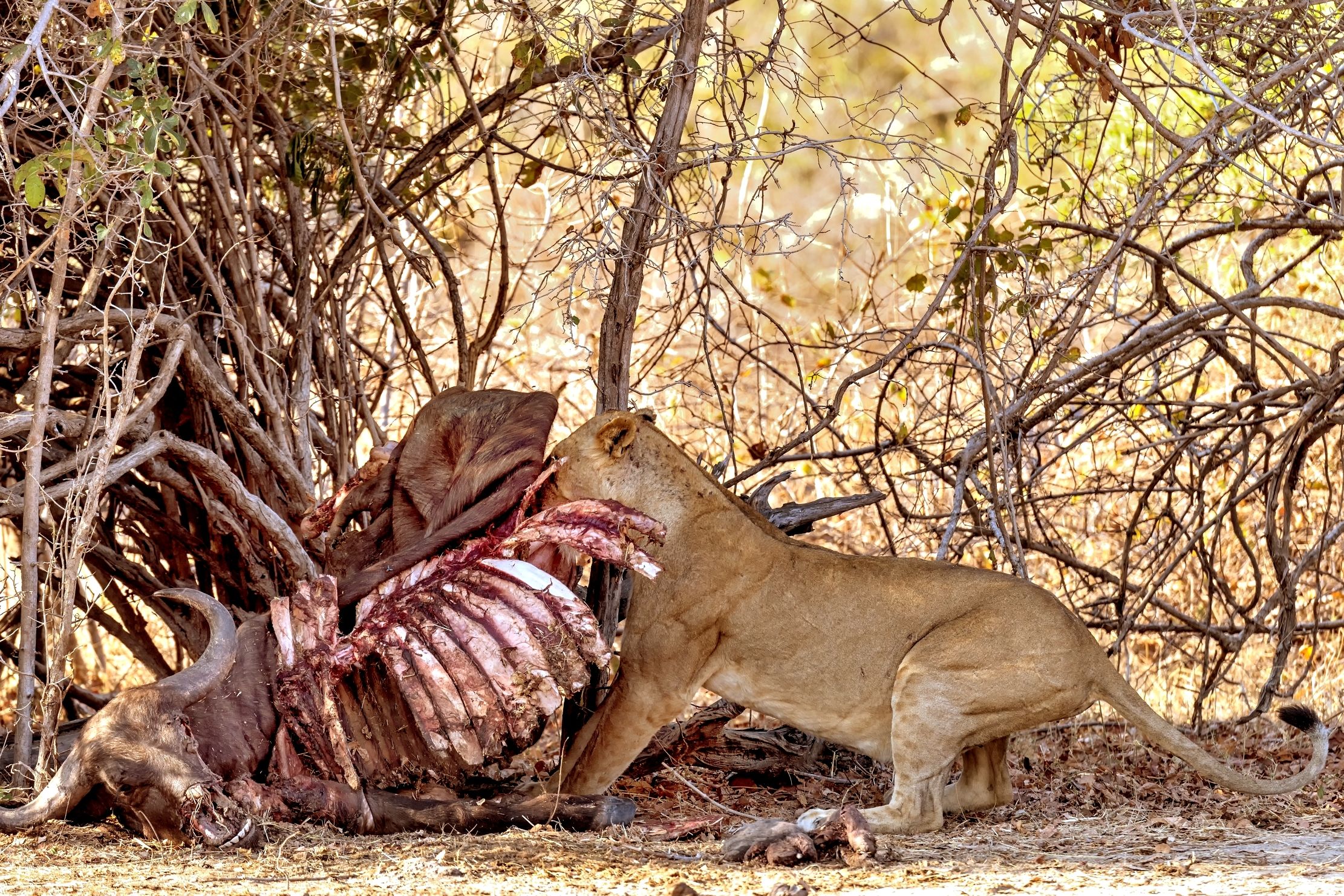 Zambia 2015 - Tiro alla fune