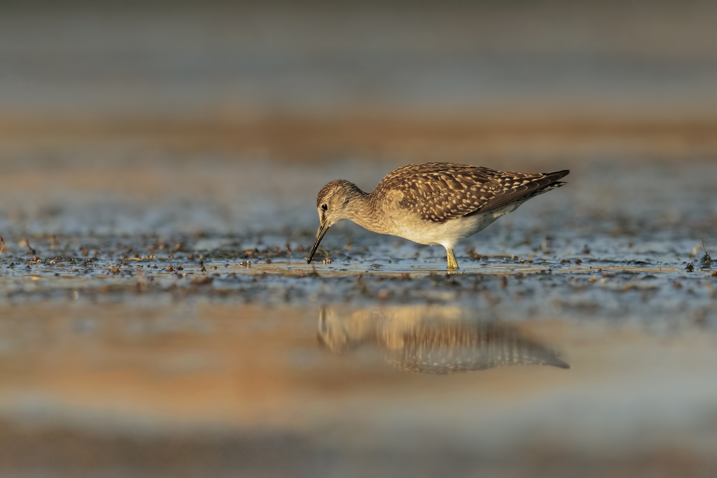 Wood Sandpiper