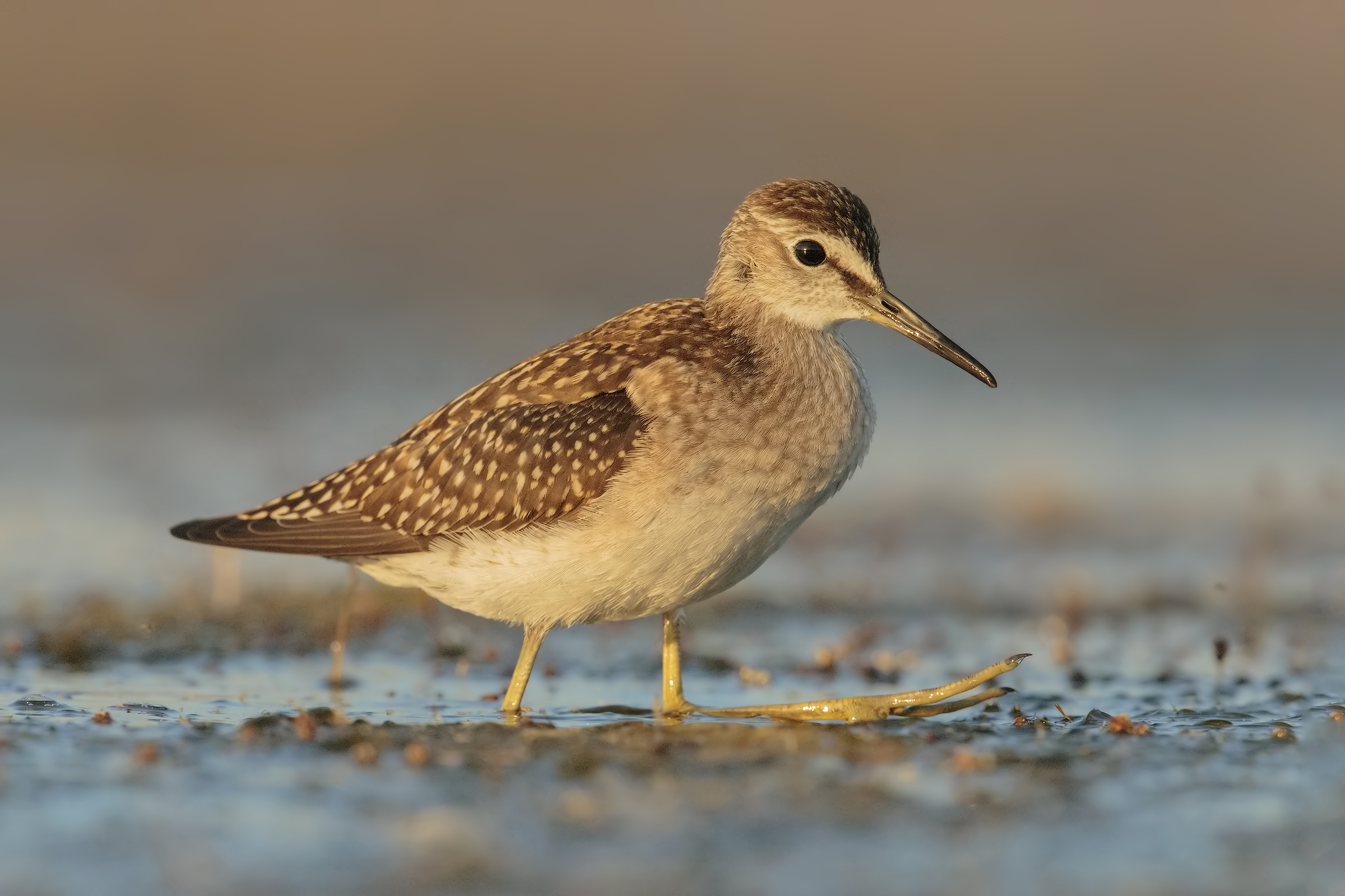 Wood Sandpiper