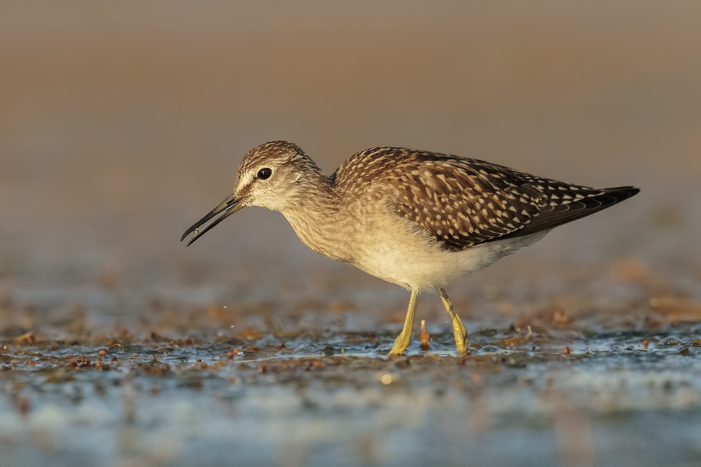 Wood Sandpiper