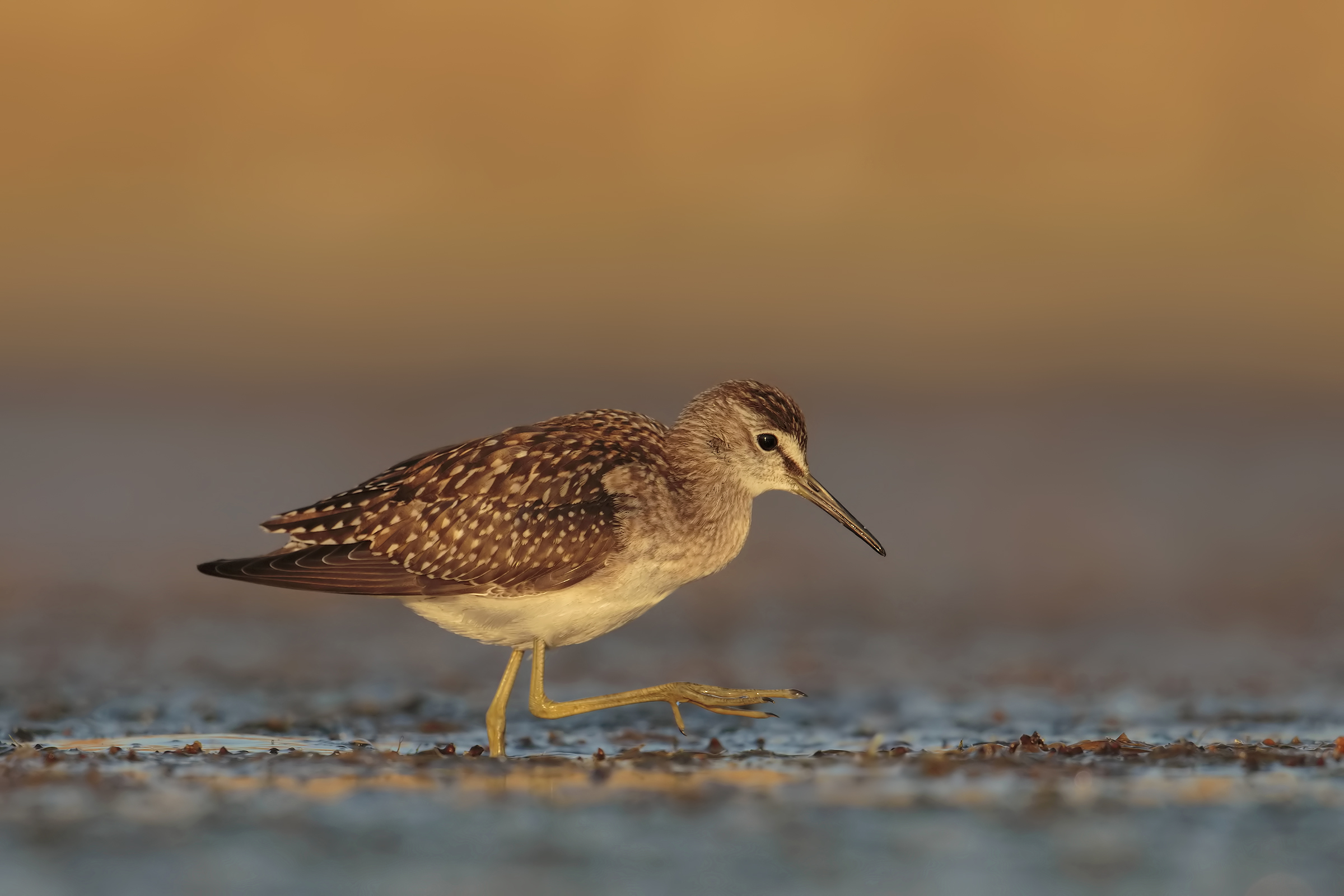 Wood Sandpiper