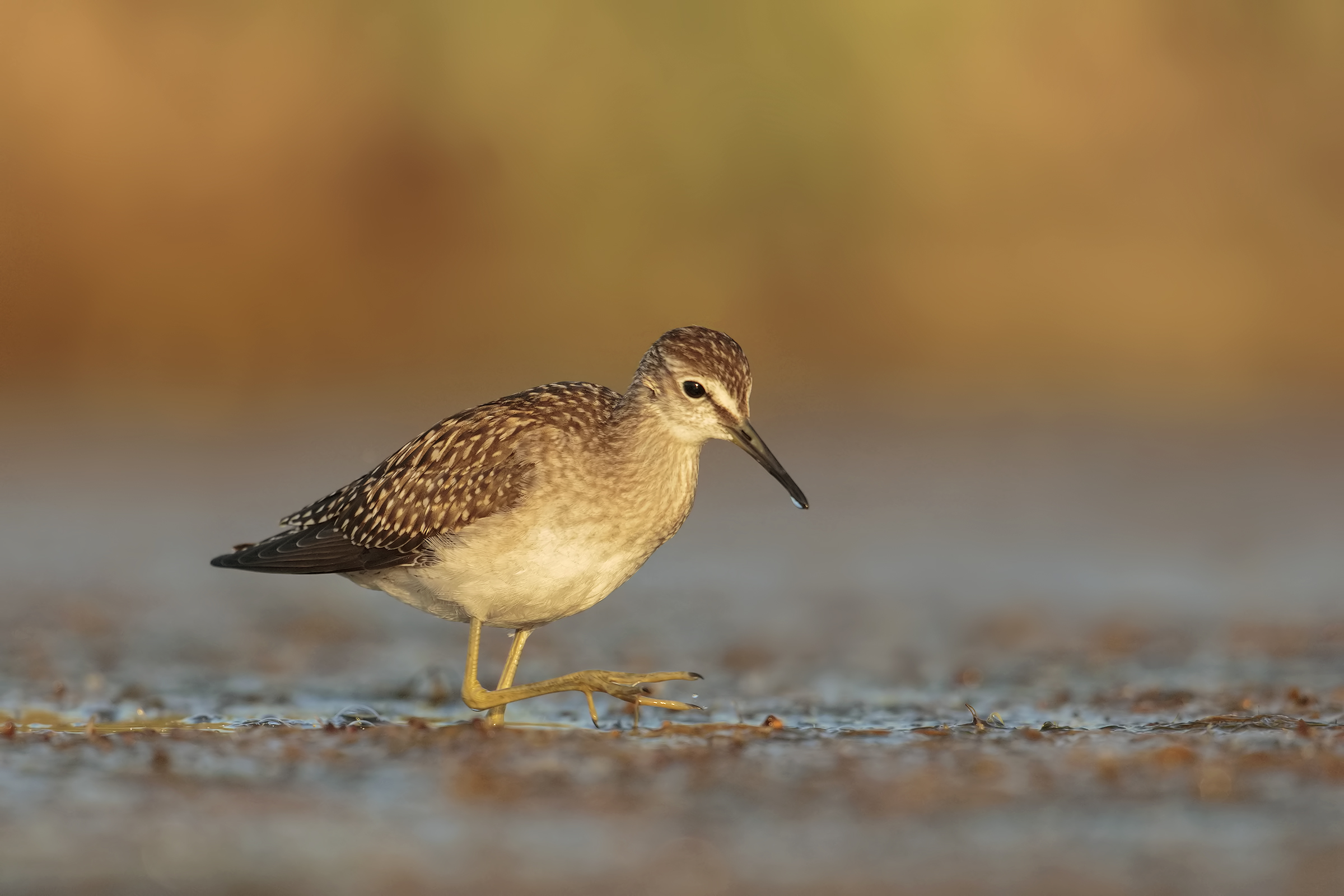 Wood Sandpiper