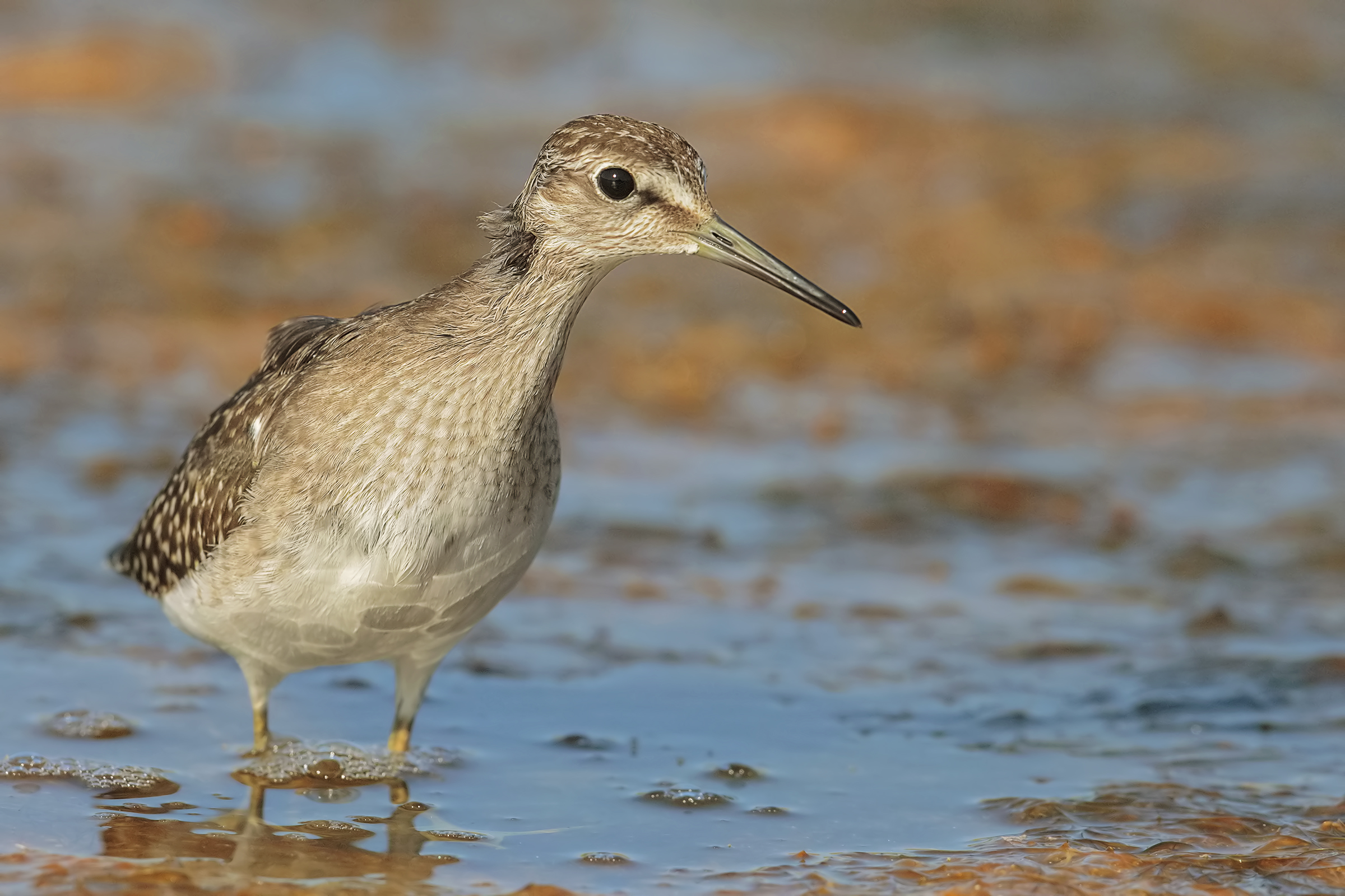 Wood Sandpiper