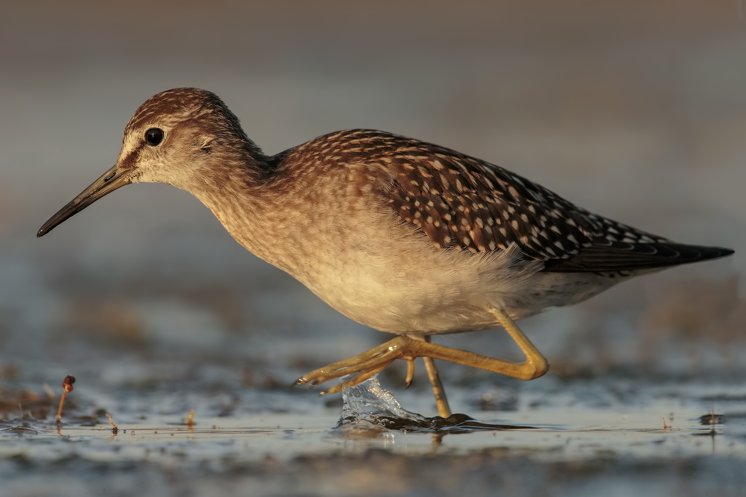Wood Sandpiper