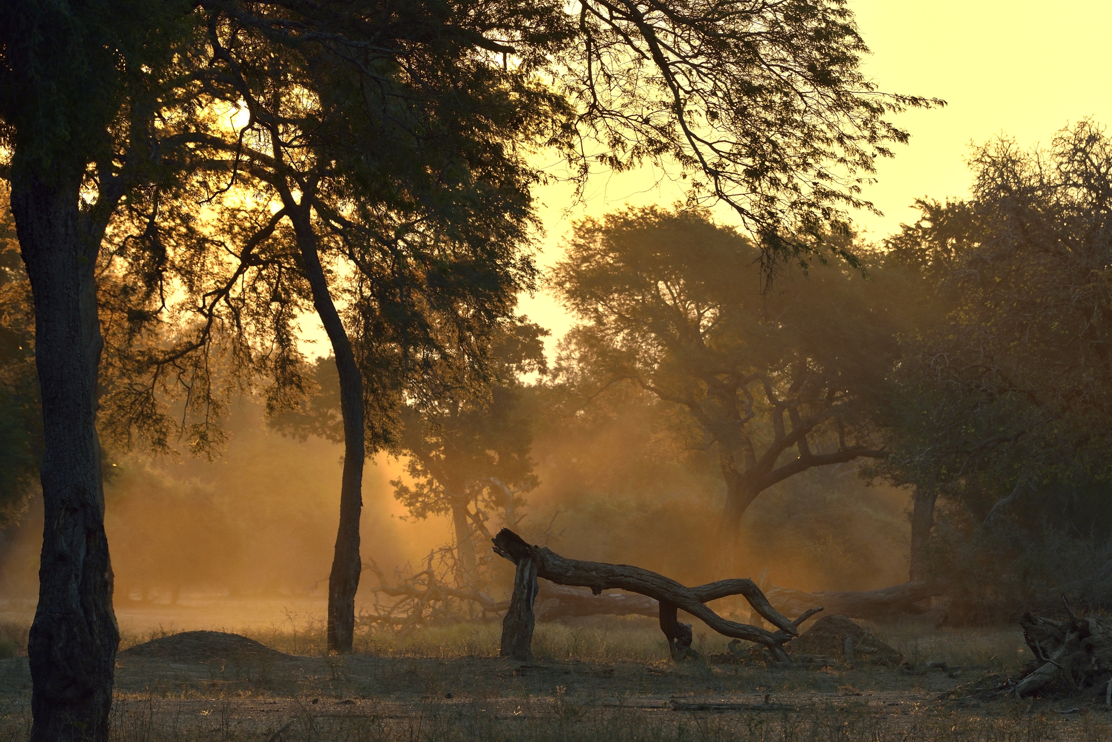 Zimbawe 2015 - Tramonto a Mana Pools