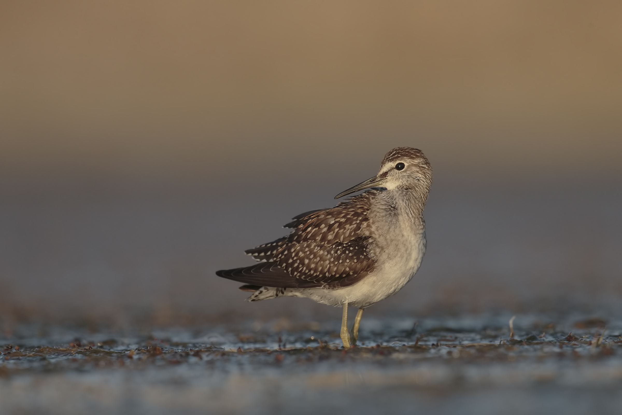 Wood Sandpiper