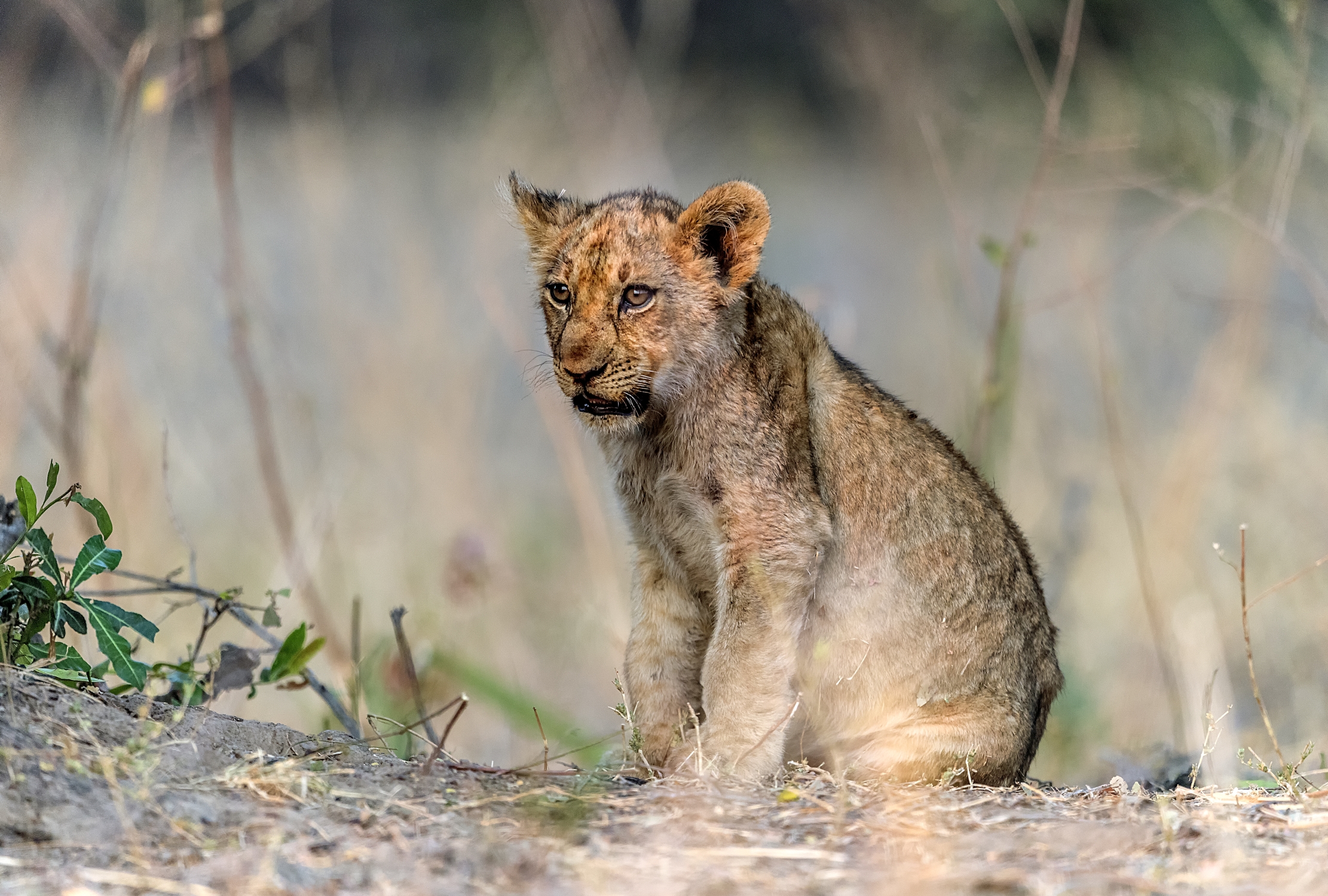 Zambia 2015 - Muso rosso