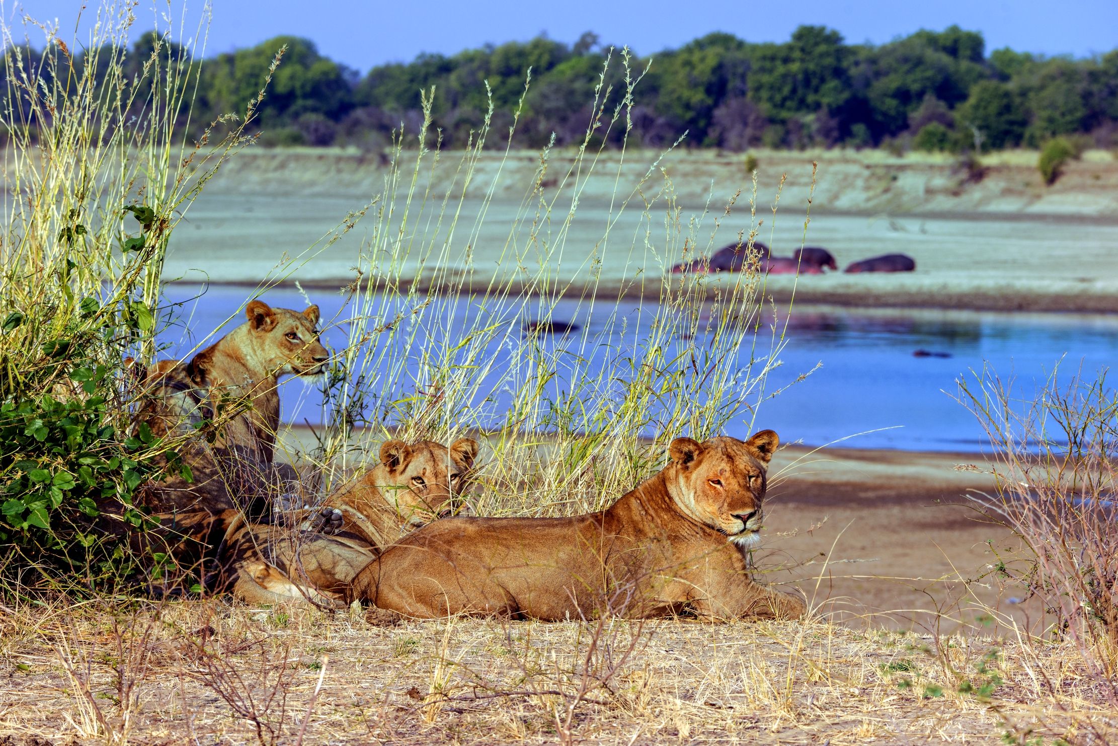 Zambia 2015 - Sul Luangwa
