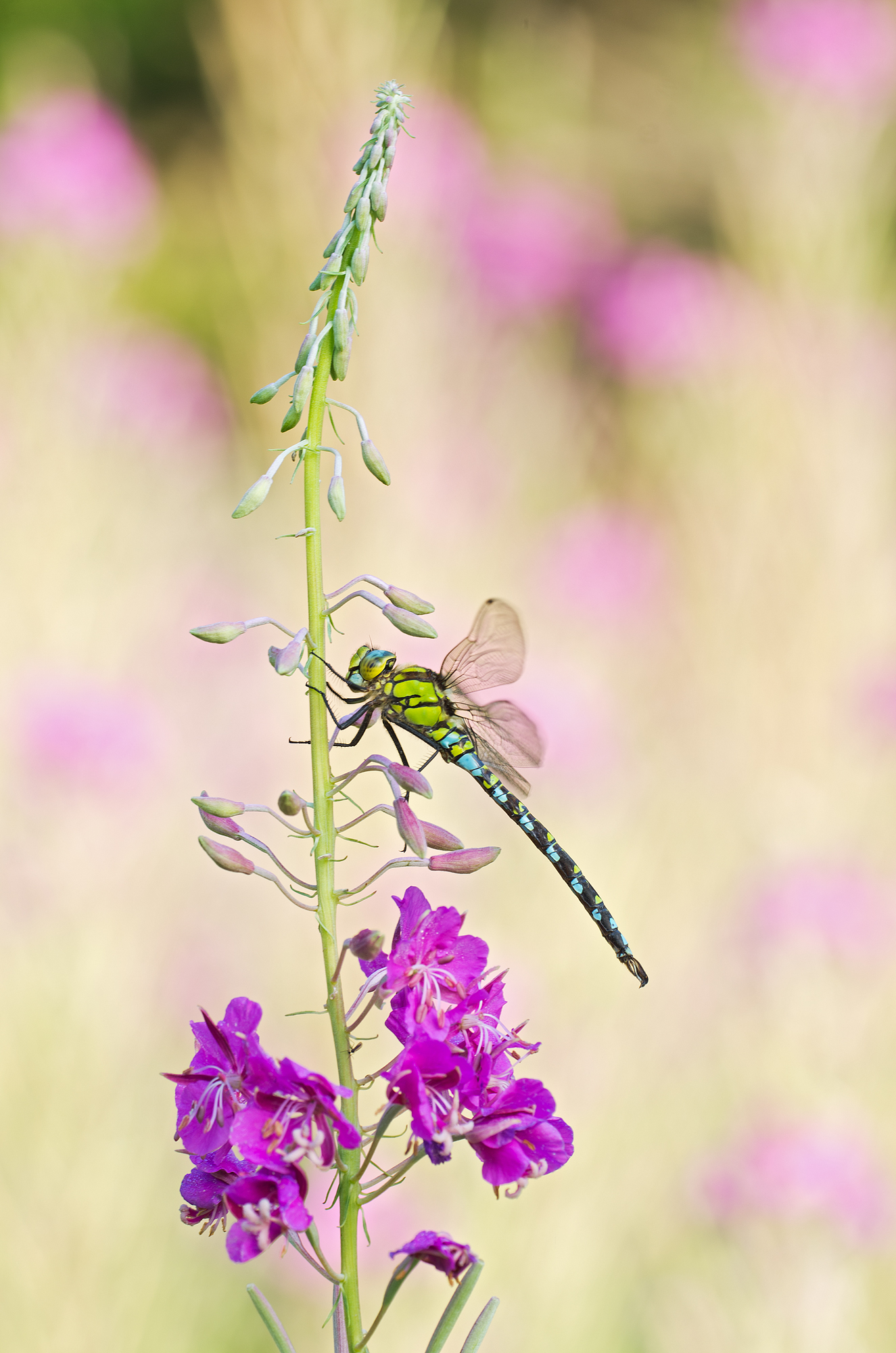 Aeshna cyanea( Muller, 1764) -  Aeshnidae, maschio