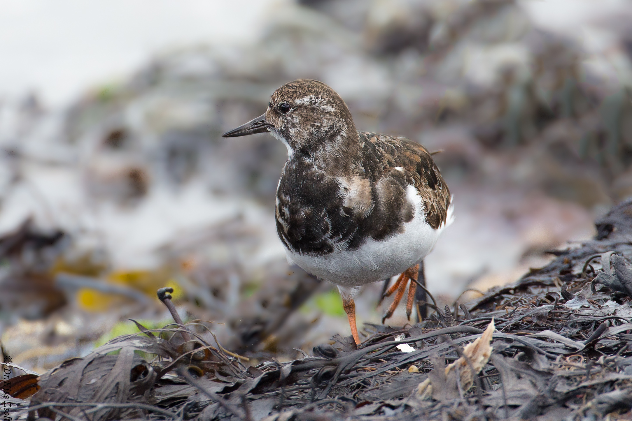 Ruddy turnstone